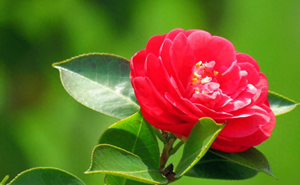 「诗词鉴赏」山茶花开时，十一首山茶花的诗词，烂红如火雪中开(图19)