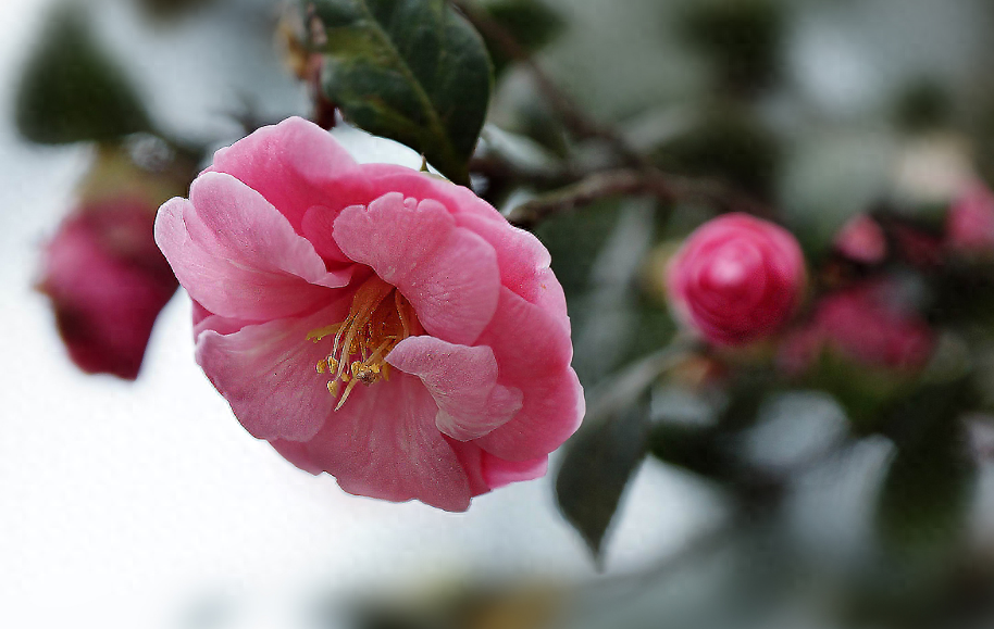「诗词鉴赏」山茶花开时，十一首山茶花的诗词，烂红如火雪中开(图25)