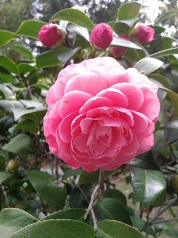 山茶花的经典诗句(图1)