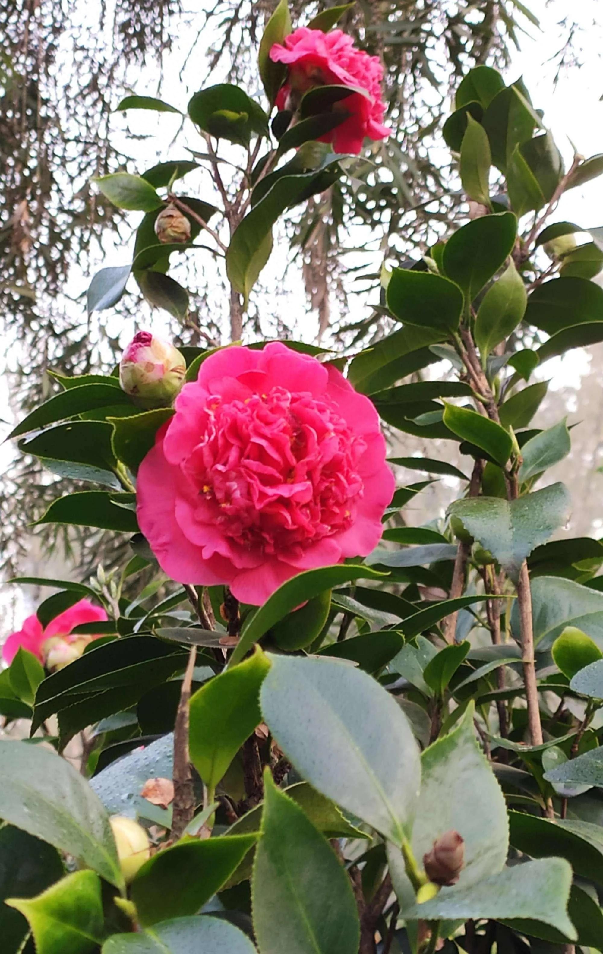 山茶花的经典诗句(图2)