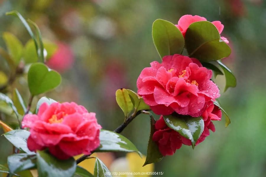 山茶花的经典诗句(图6)