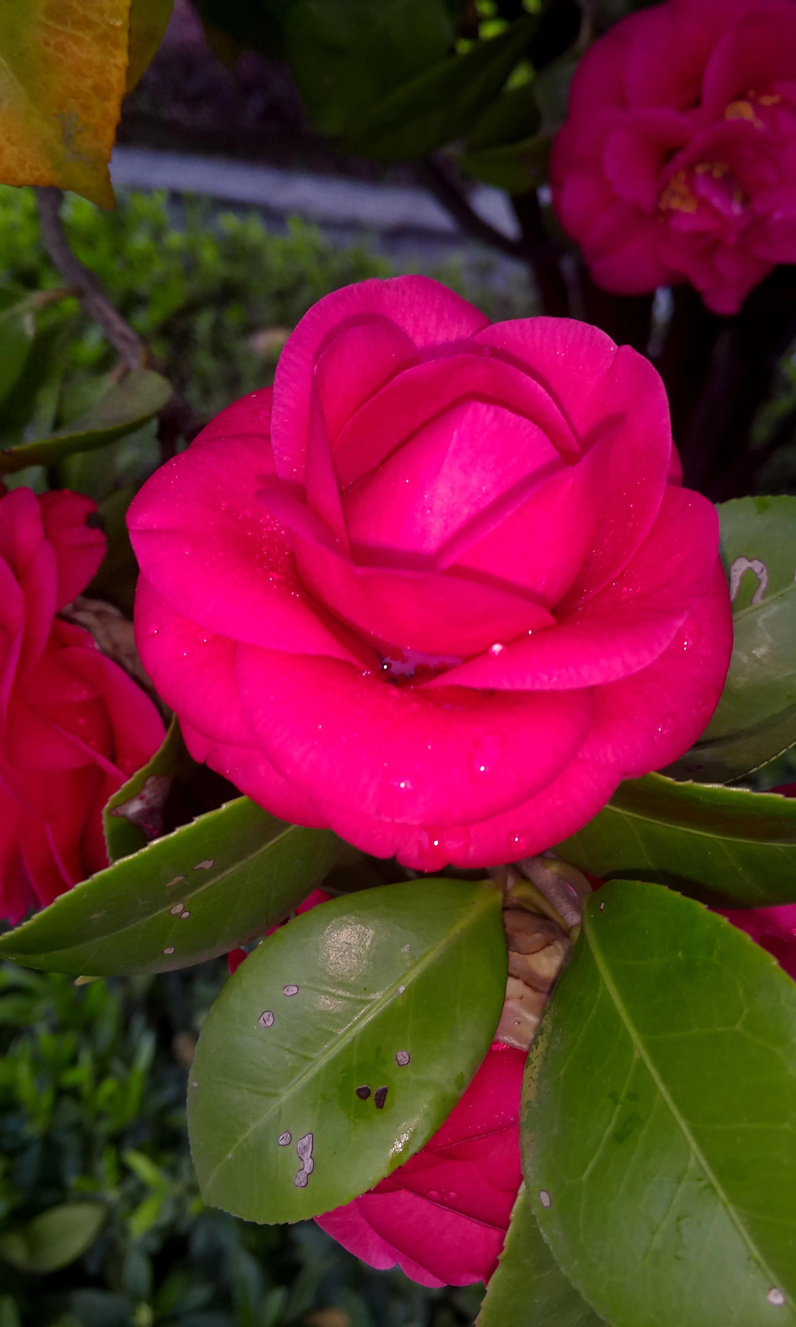 古诗词中的山茶花：烂红如火雪中开(图6)