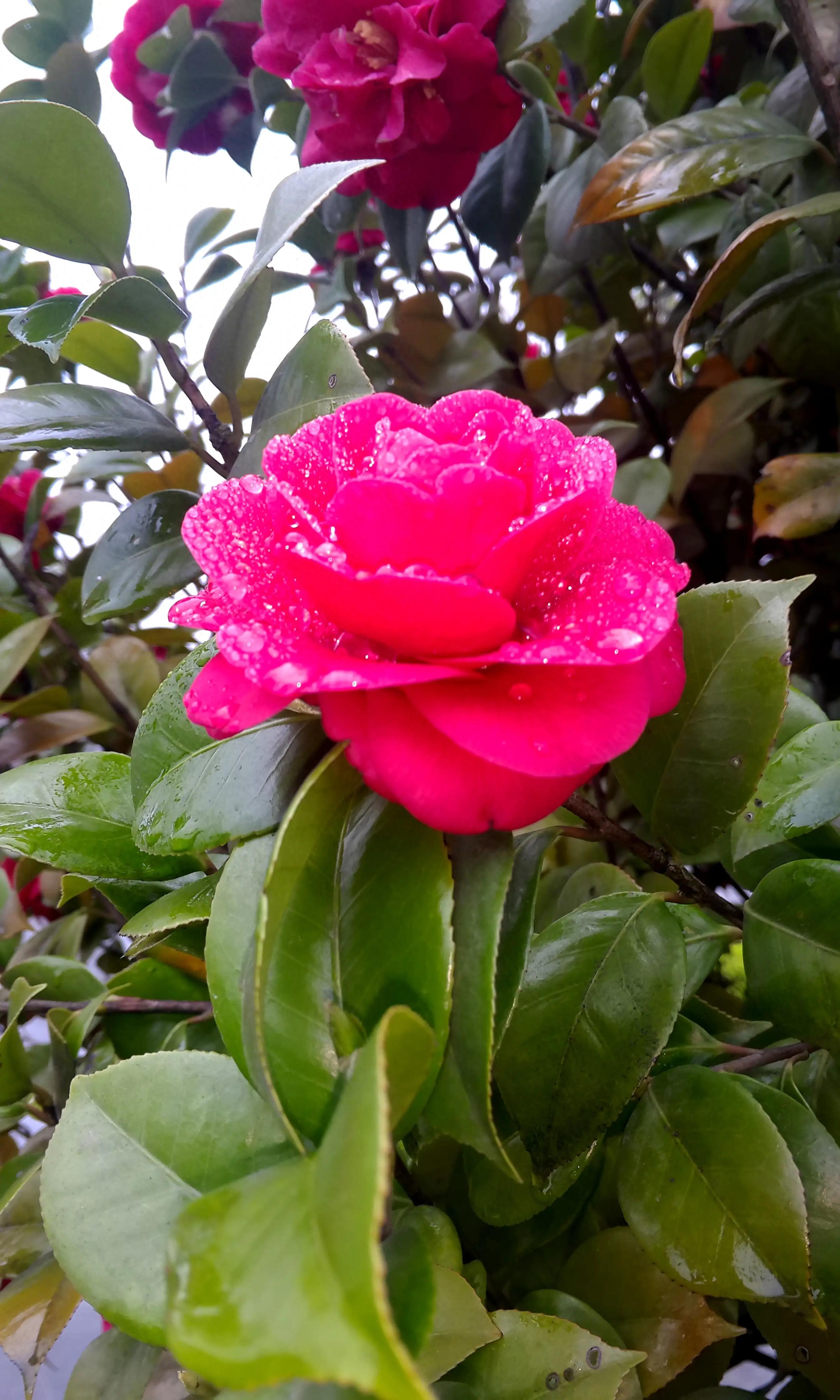 古诗词中的山茶花：烂红如火雪中开(图7)