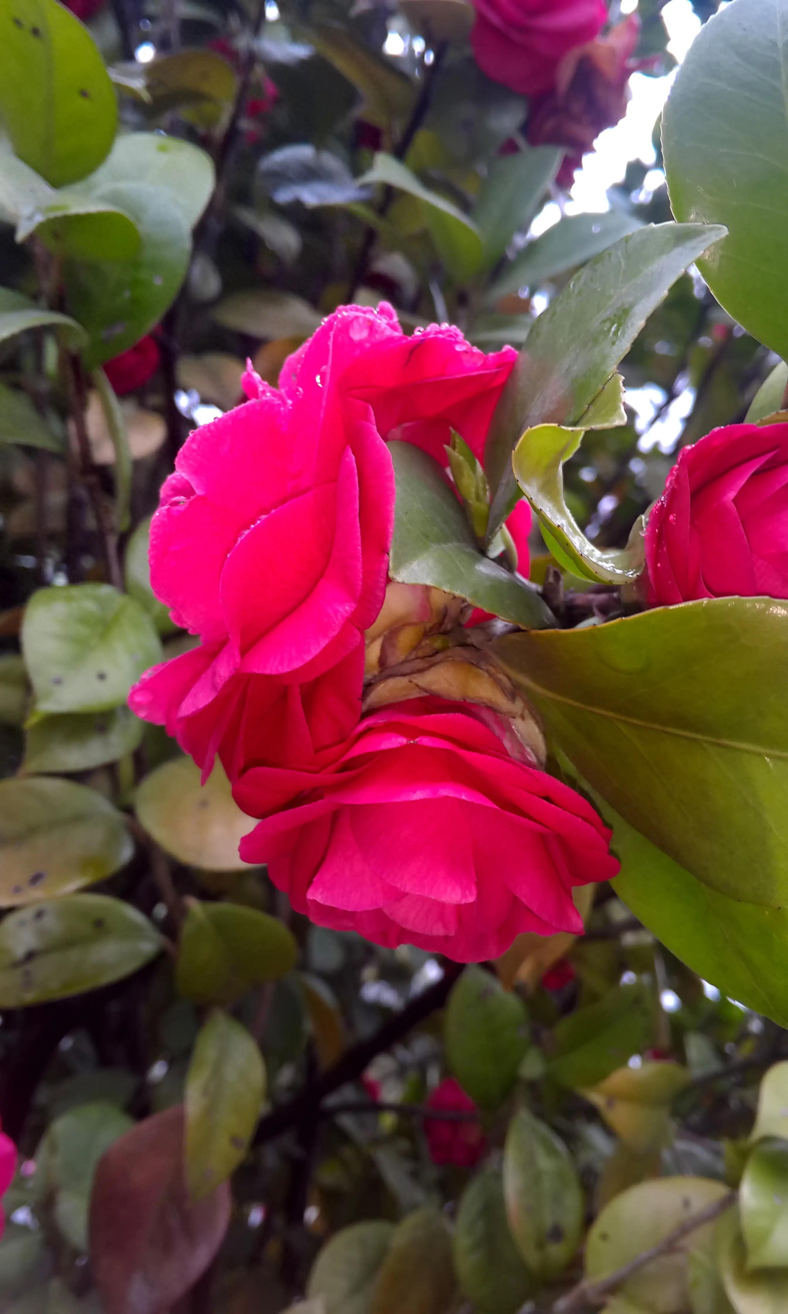 古诗词中的山茶花：烂红如火雪中开(图9)