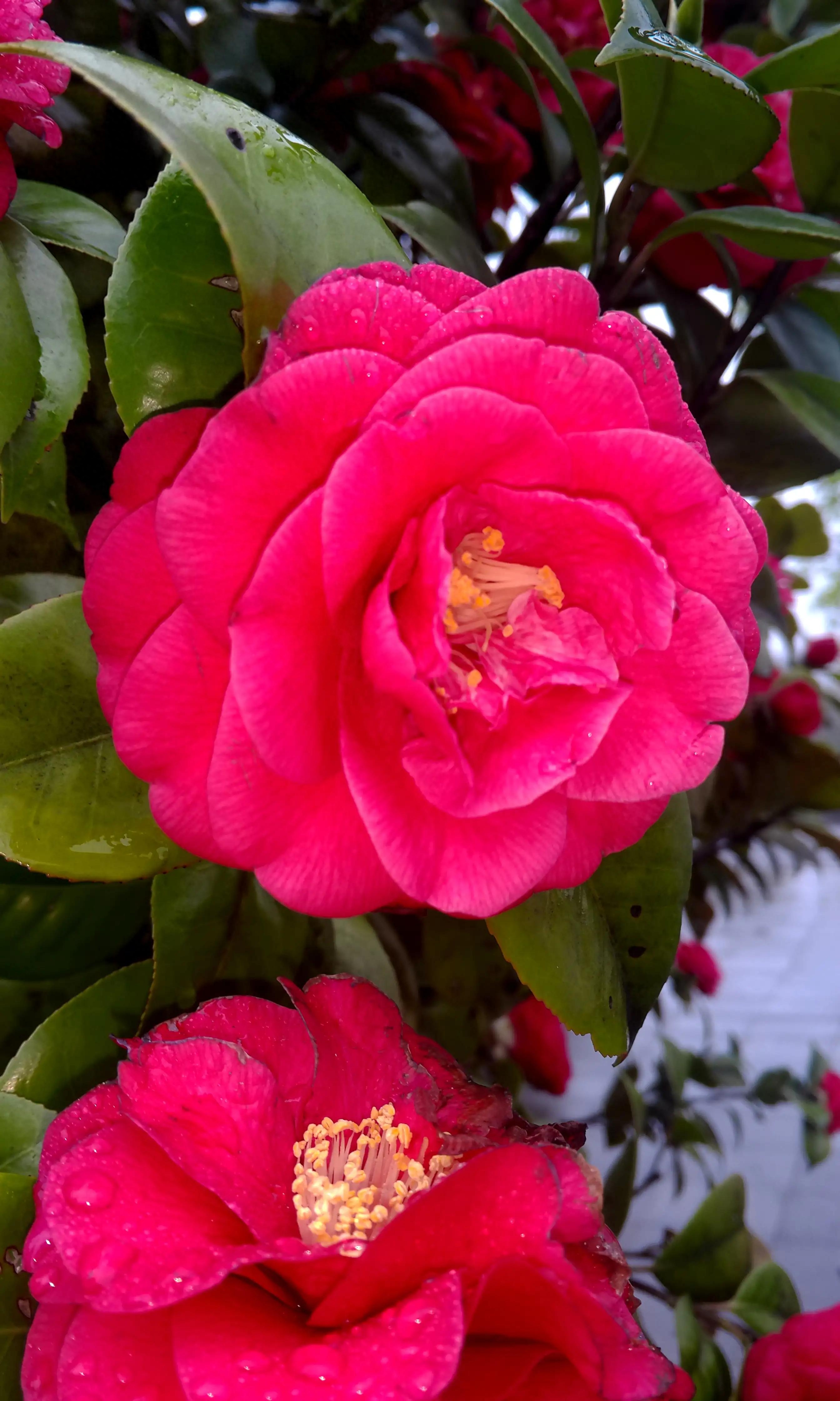 古诗词中的山茶花：烂红如火雪中开(图11)