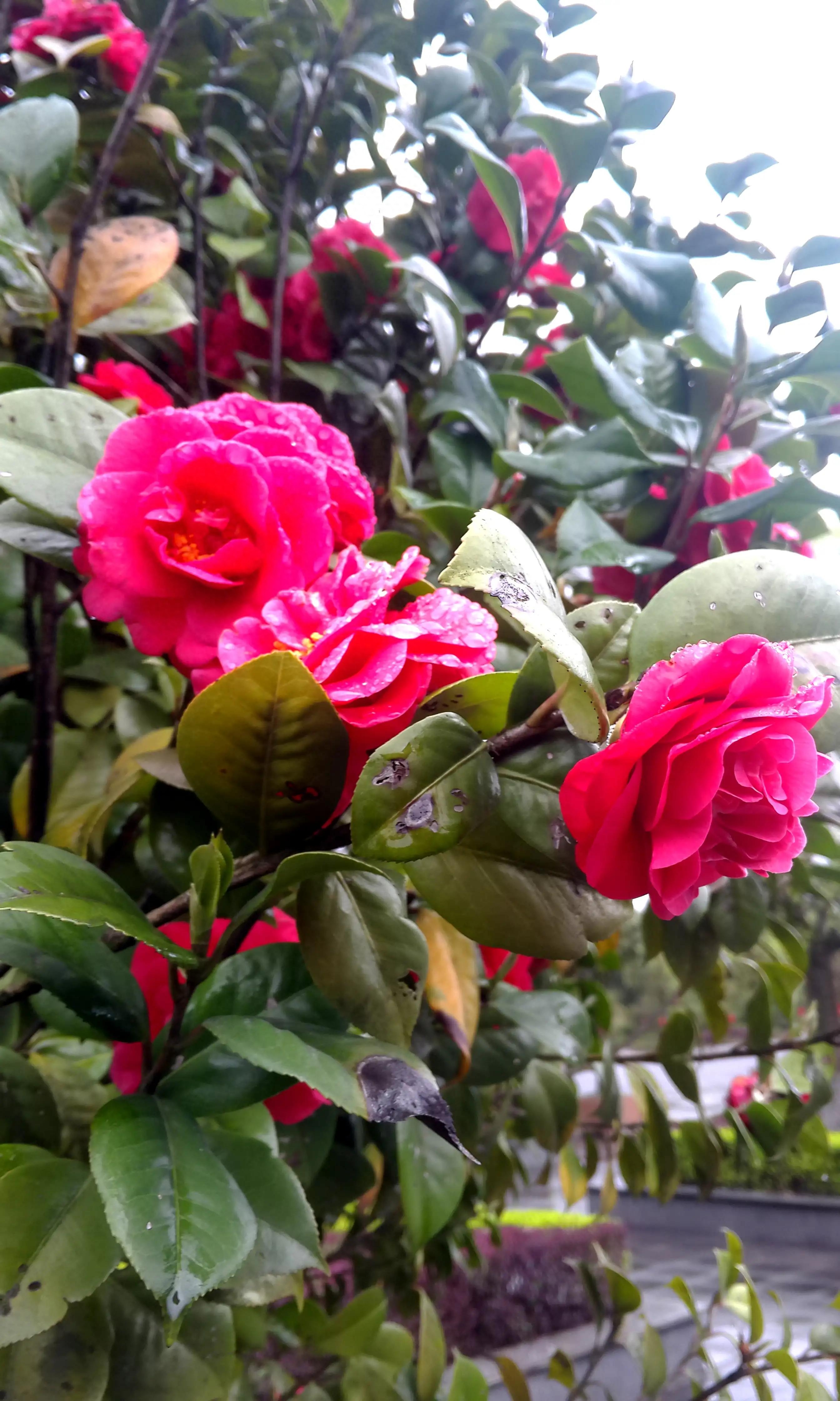 古诗词中的山茶花：烂红如火雪中开(图13)