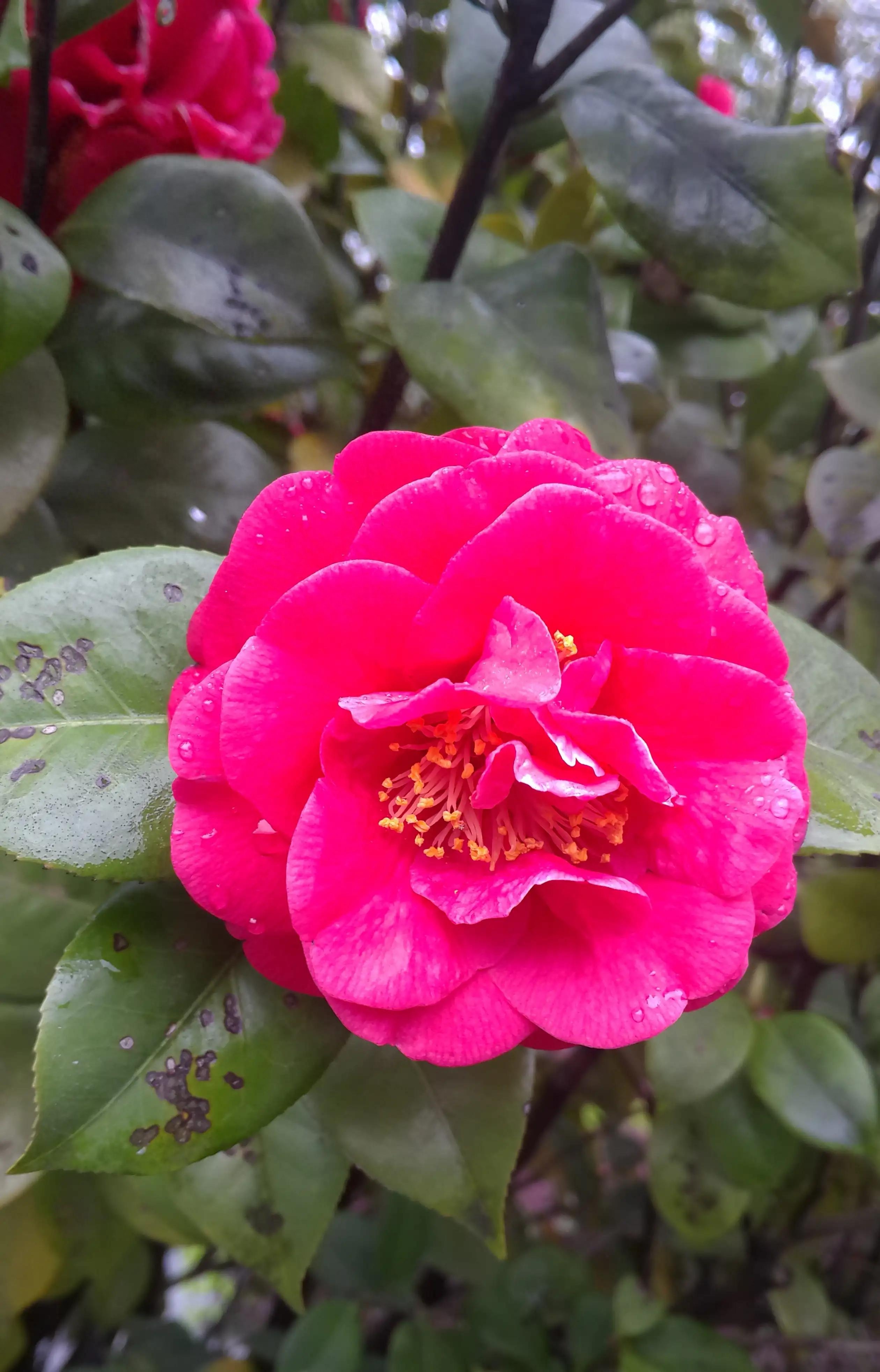 古诗词中的山茶花：烂红如火雪中开(图14)