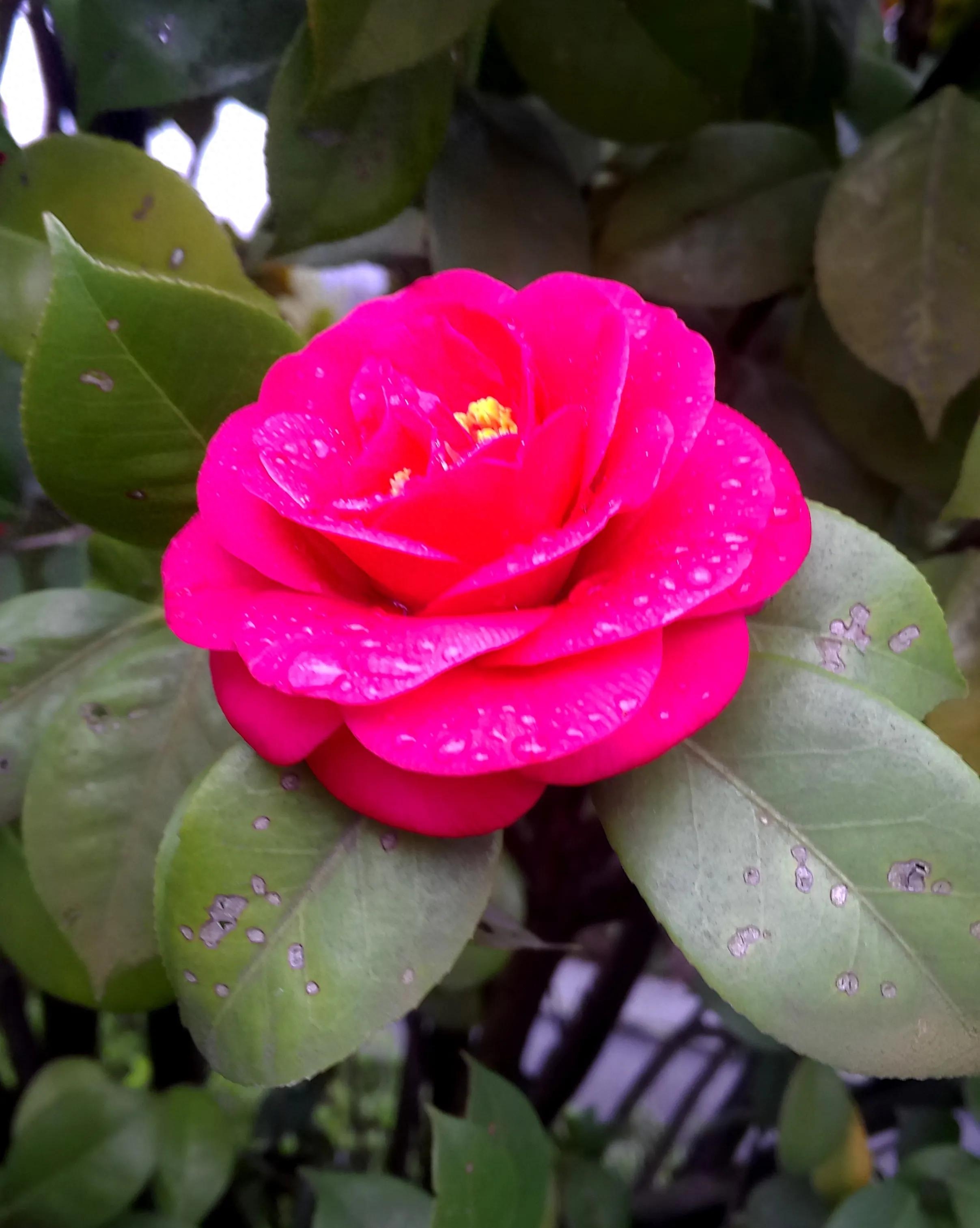 古诗词中的山茶花：烂红如火雪中开(图15)