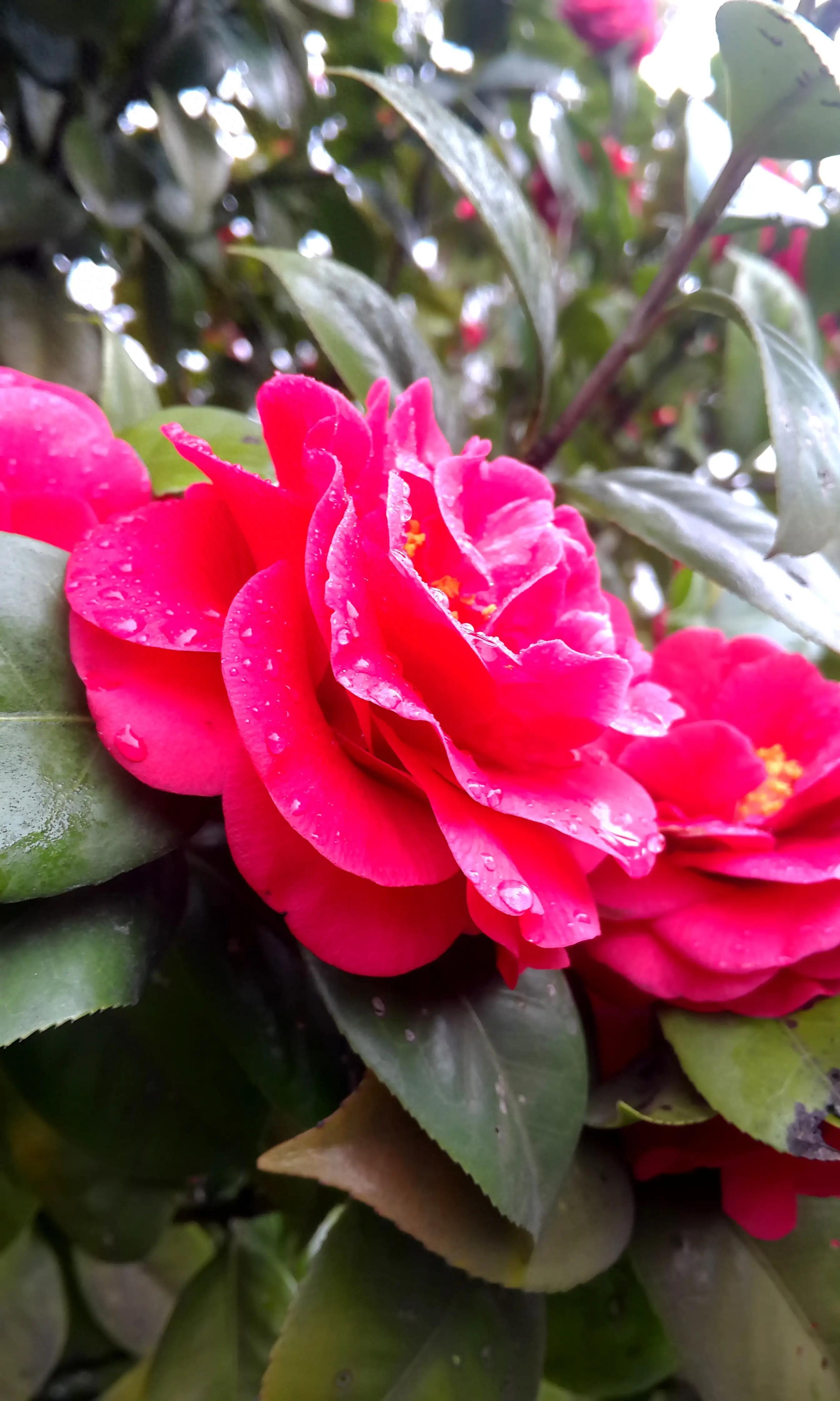 古诗词中的山茶花：烂红如火雪中开(图16)