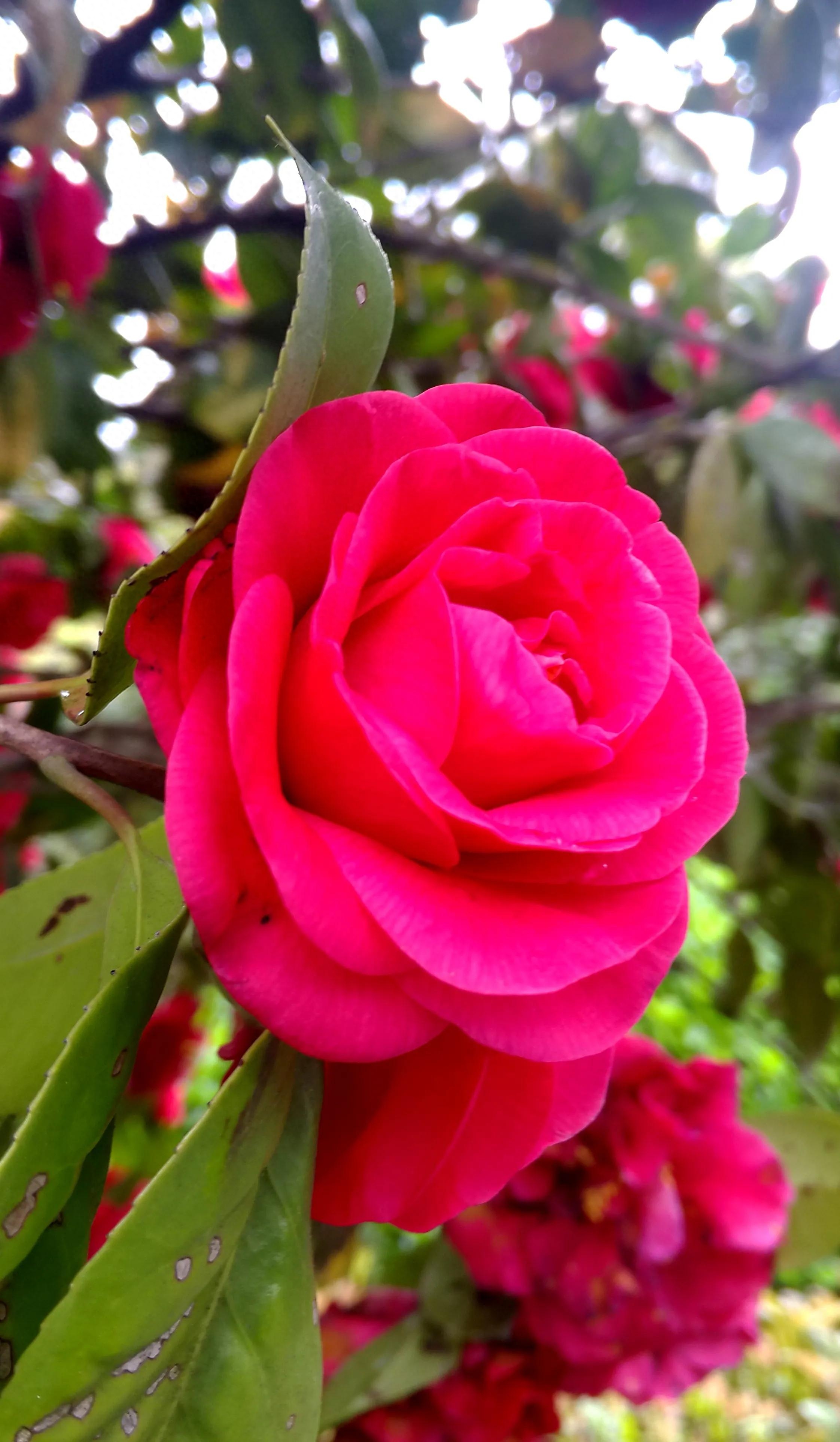 古诗词中的山茶花：烂红如火雪中开(图17)