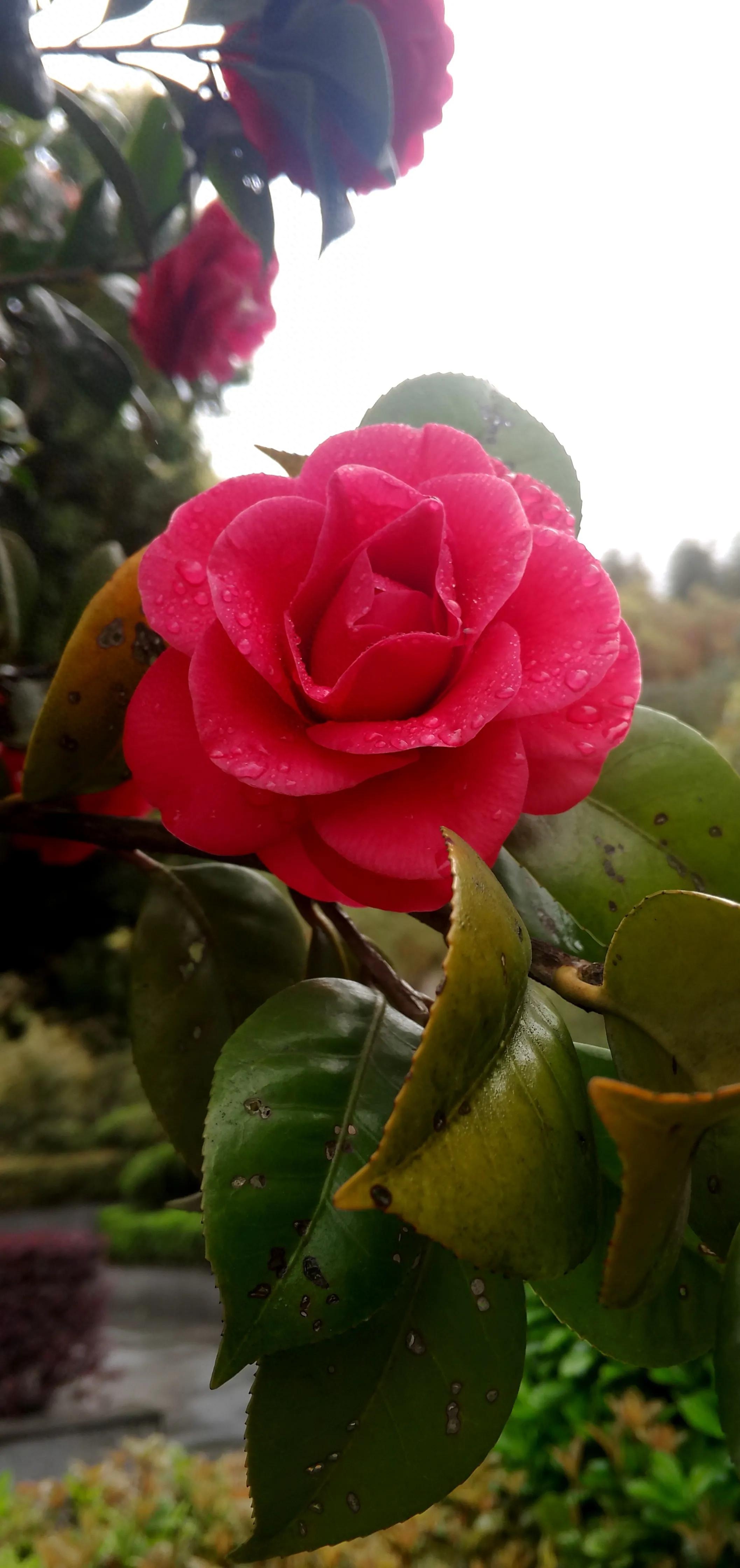 古诗词中的山茶花：烂红如火雪中开(图21)