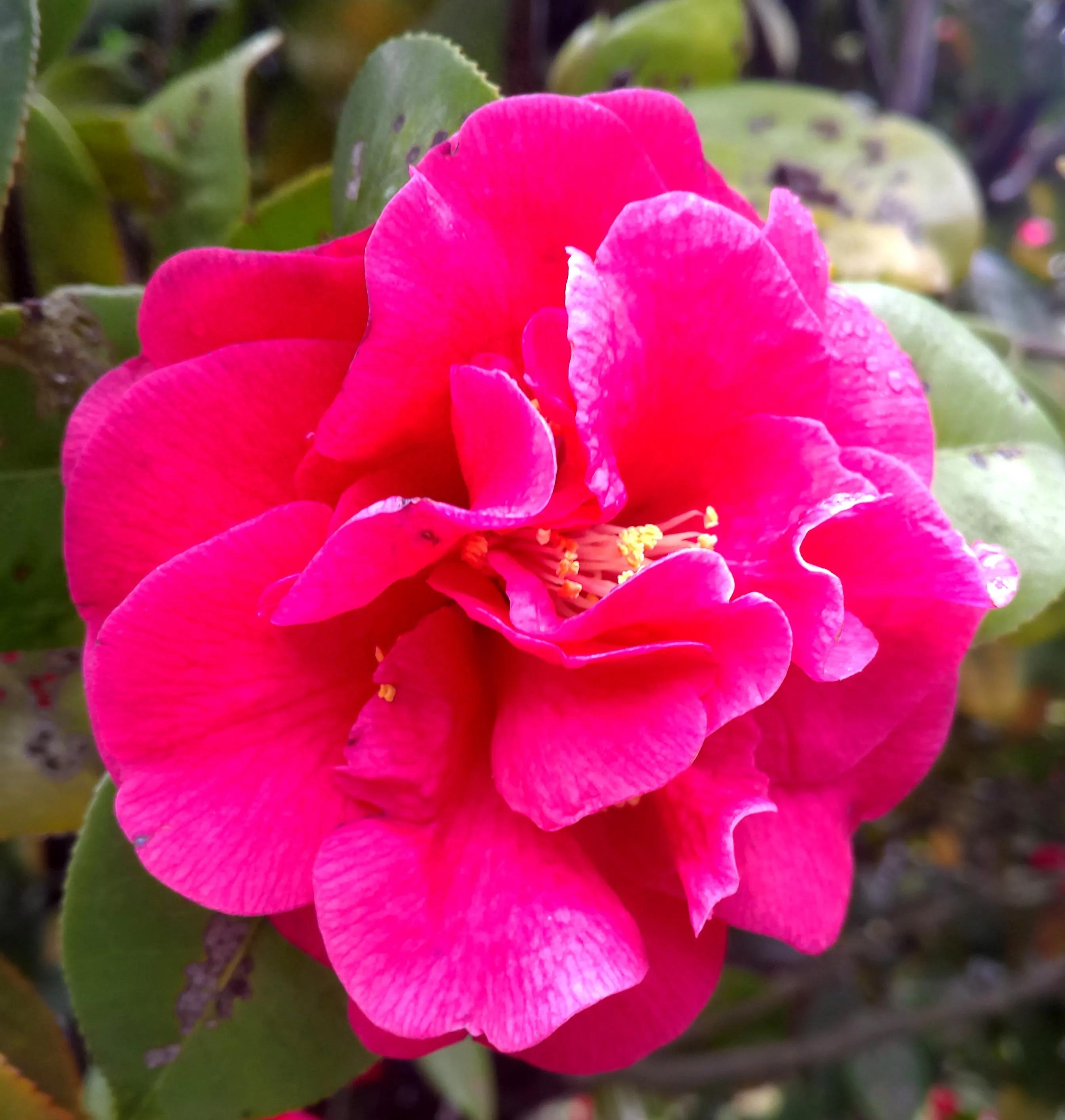 古诗词中的山茶花：烂红如火雪中开(图22)