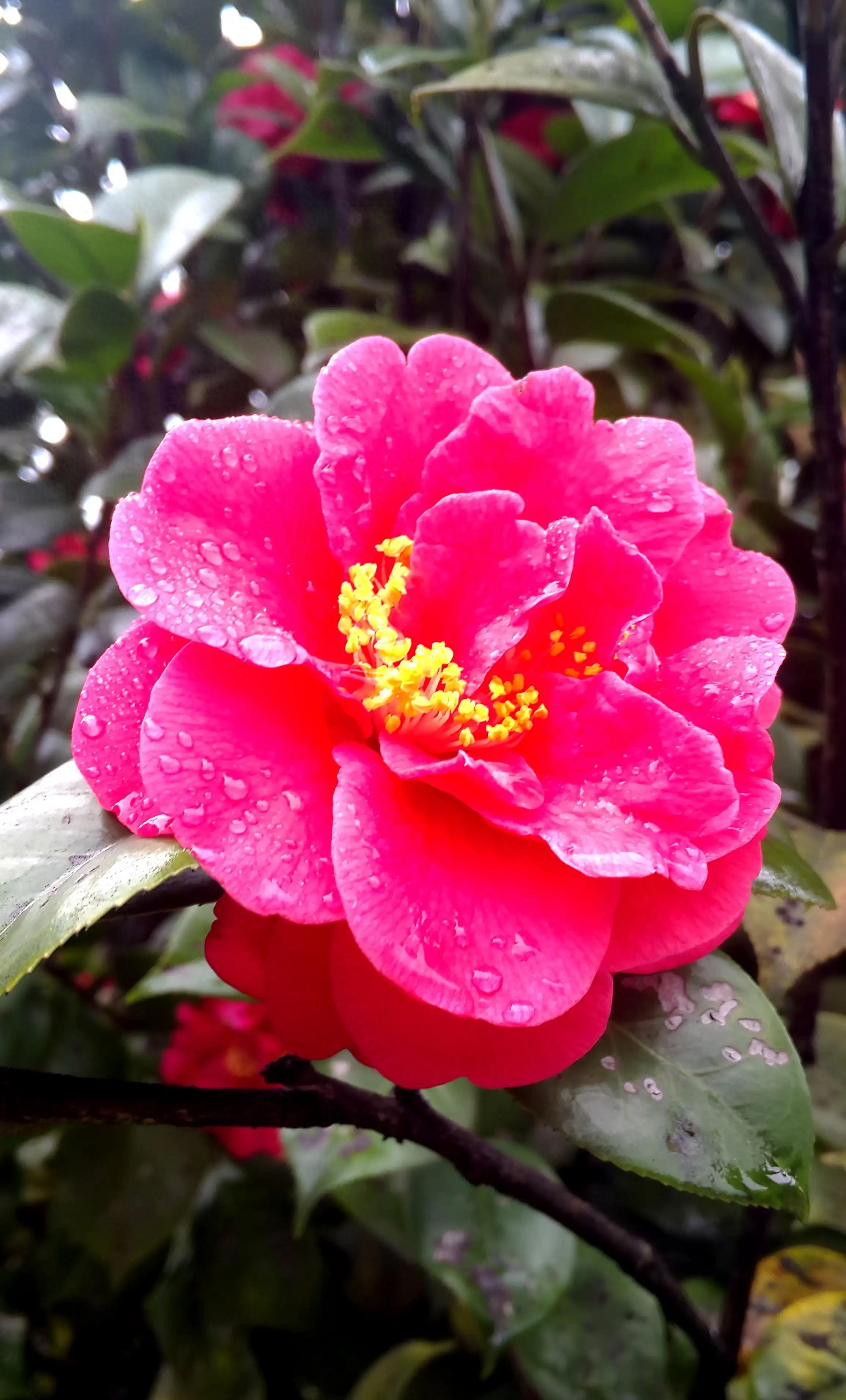 古诗词中的山茶花：烂红如火雪中开(图25)