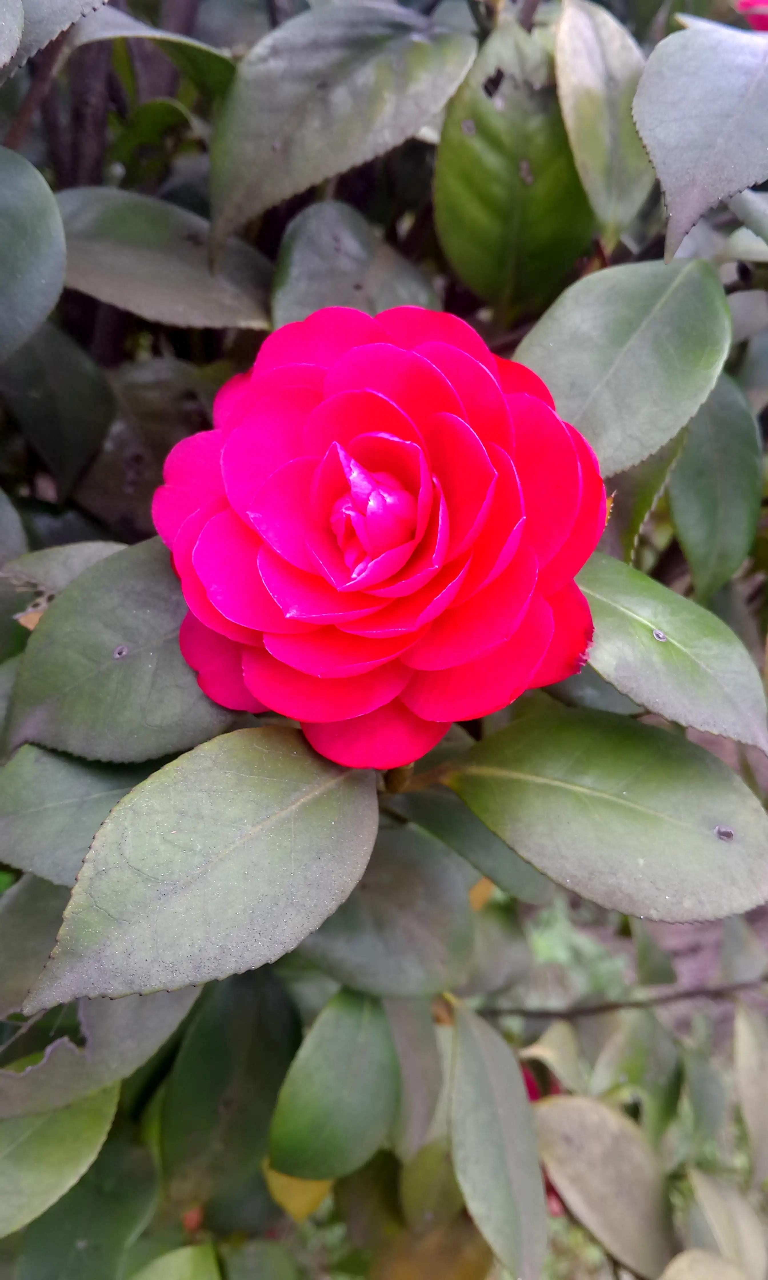 古诗词中的山茶花：烂红如火雪中开(图26)