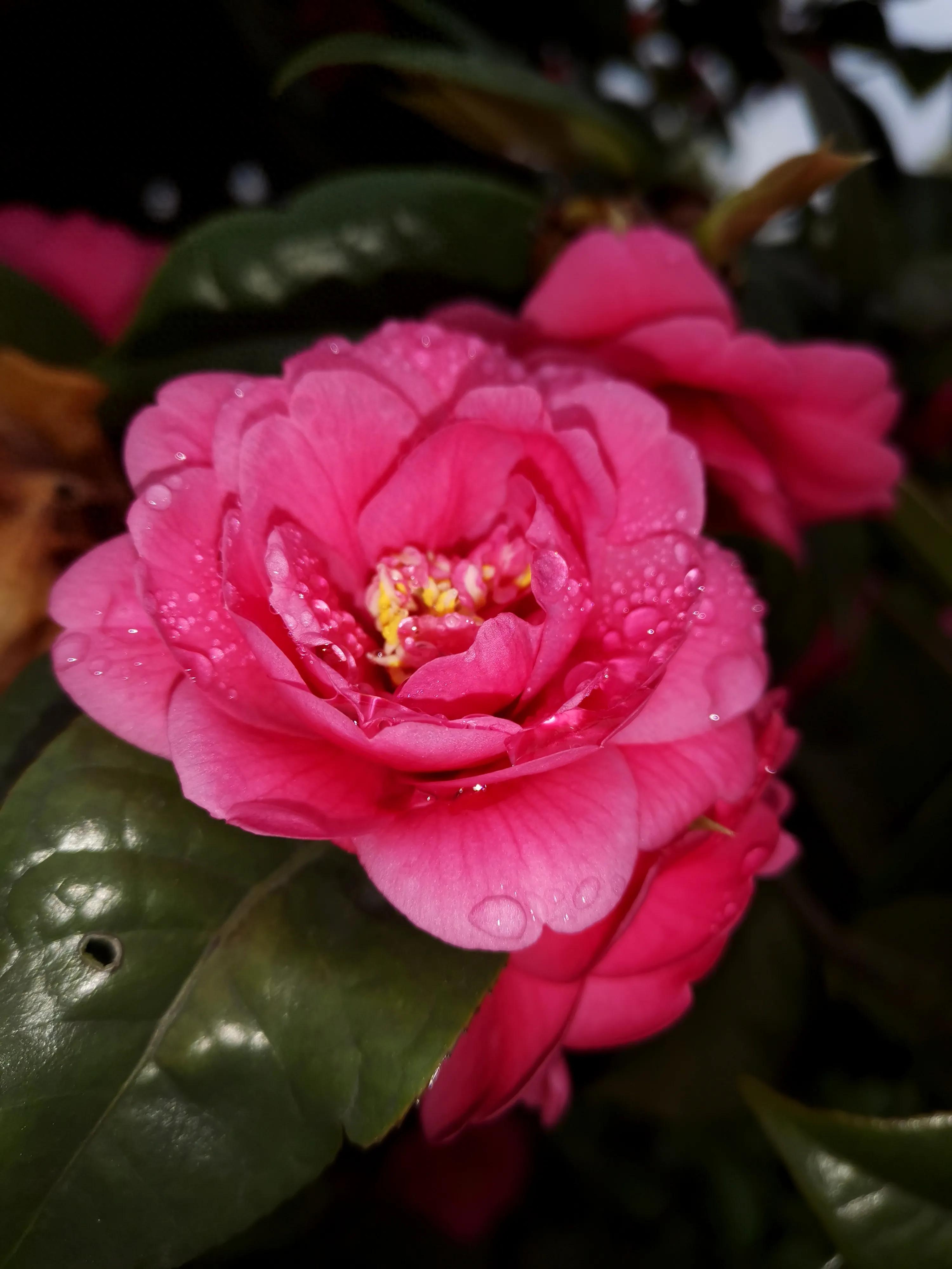 古诗词中的山茶花：烂红如火雪中开(图28)