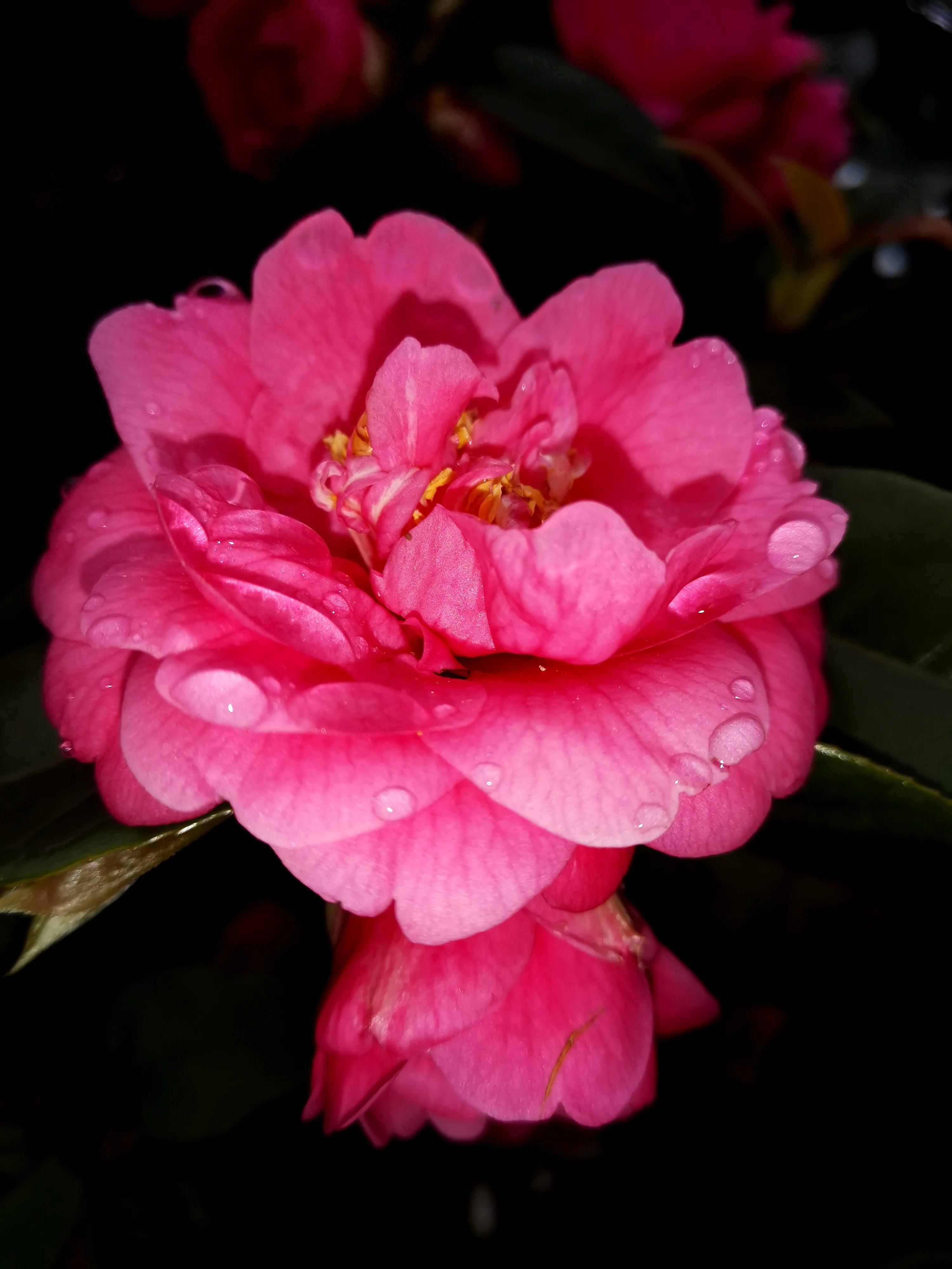 古诗词中的山茶花：烂红如火雪中开(图29)