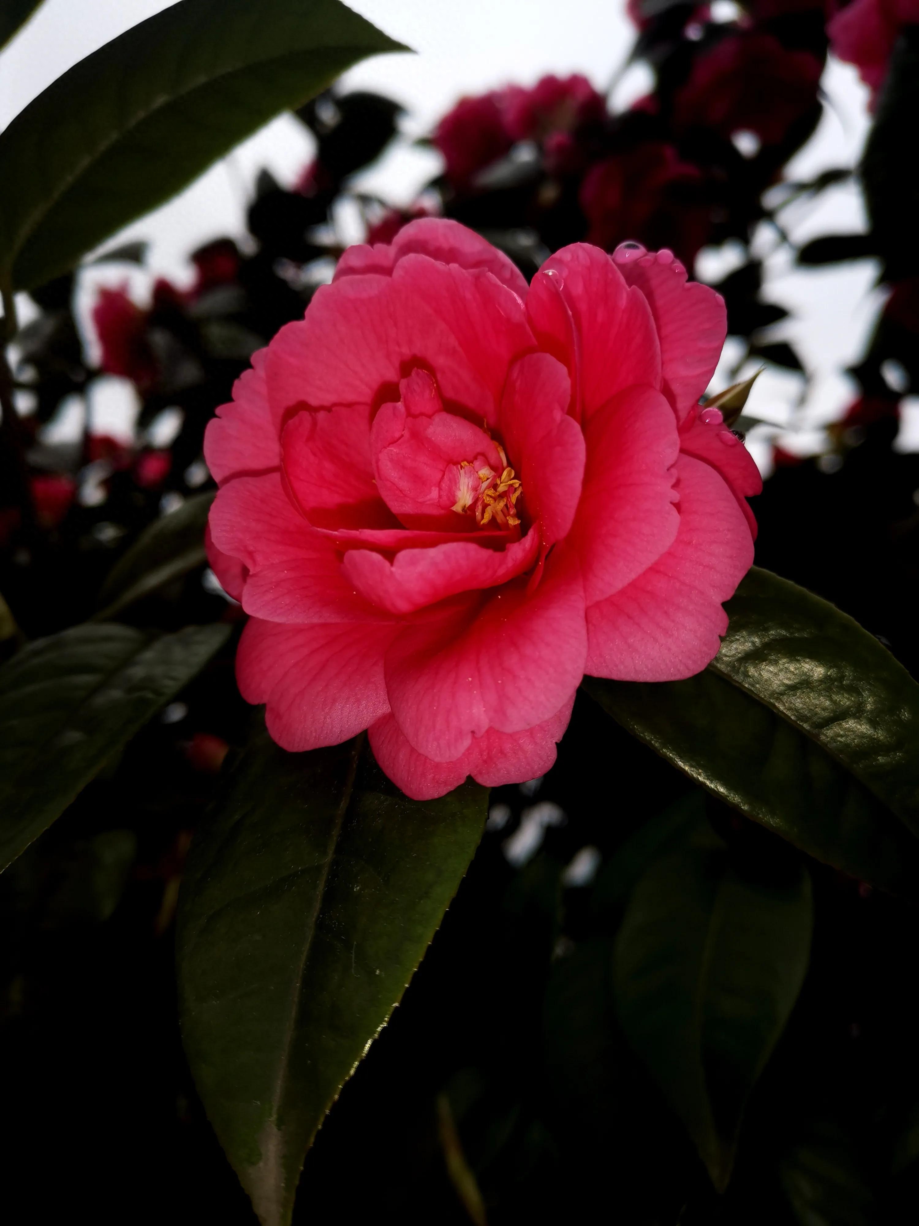 古诗词中的山茶花：烂红如火雪中开(图30)