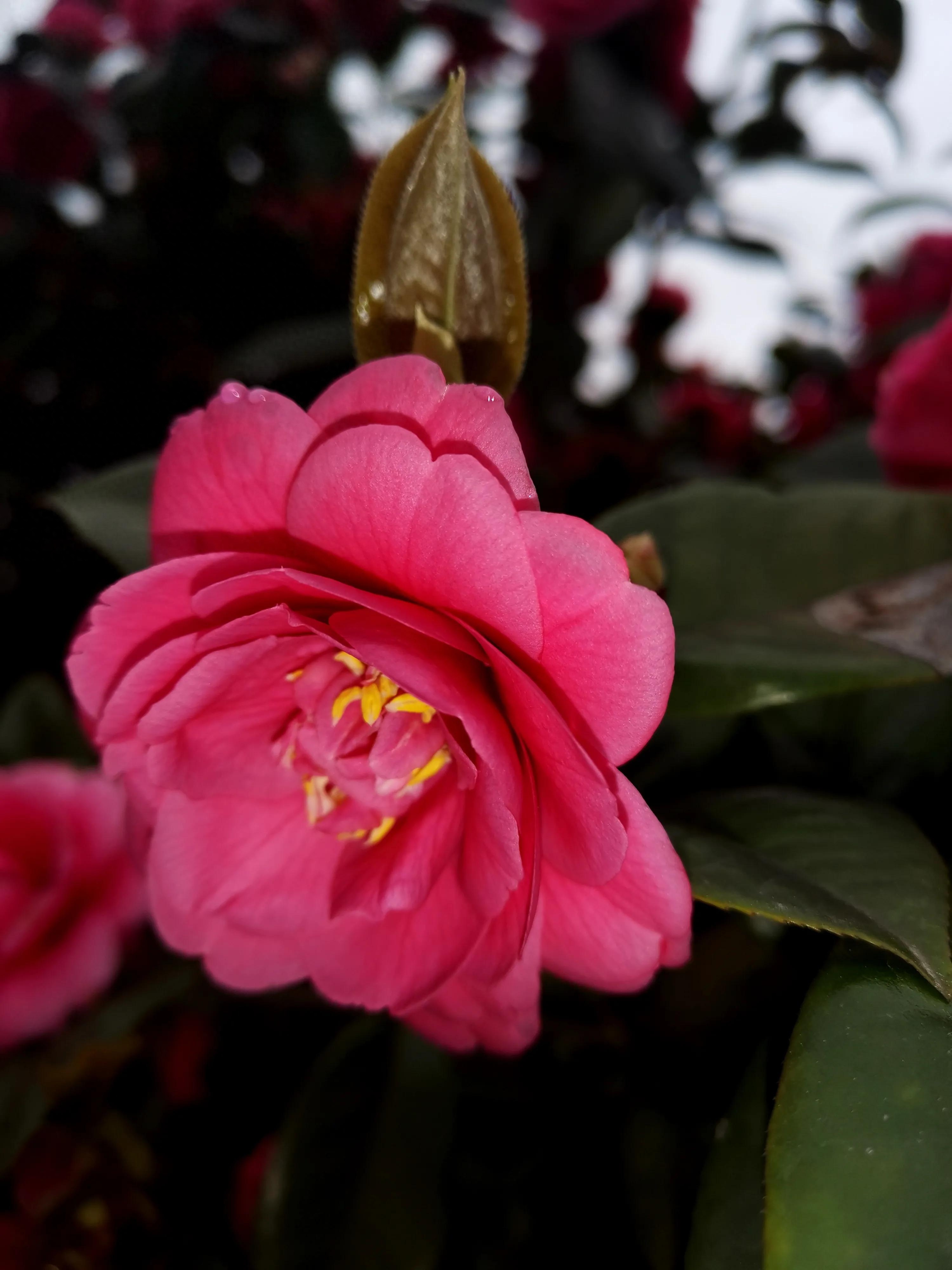 古诗词中的山茶花：烂红如火雪中开(图31)