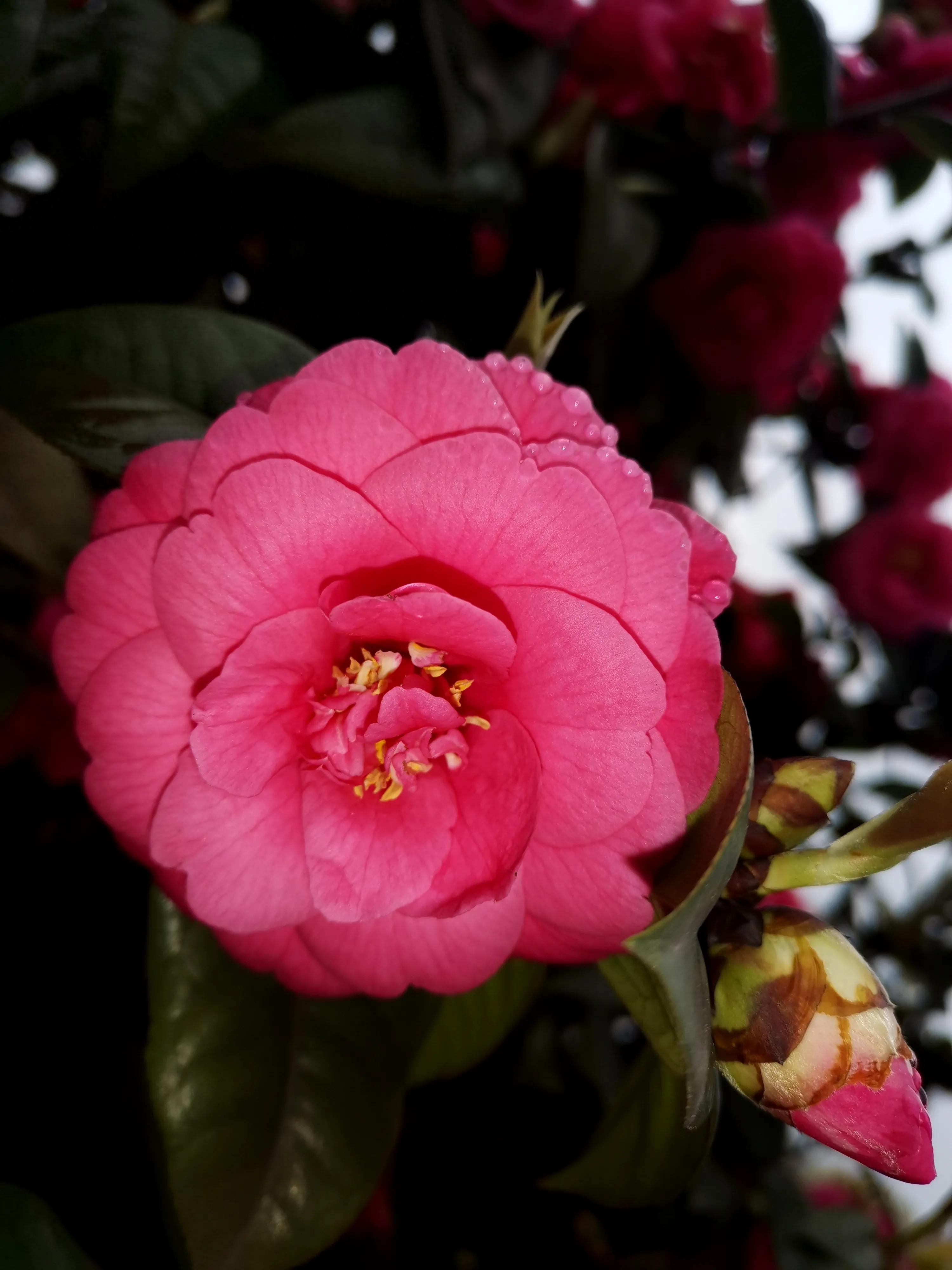 古诗词中的山茶花：烂红如火雪中开(图32)