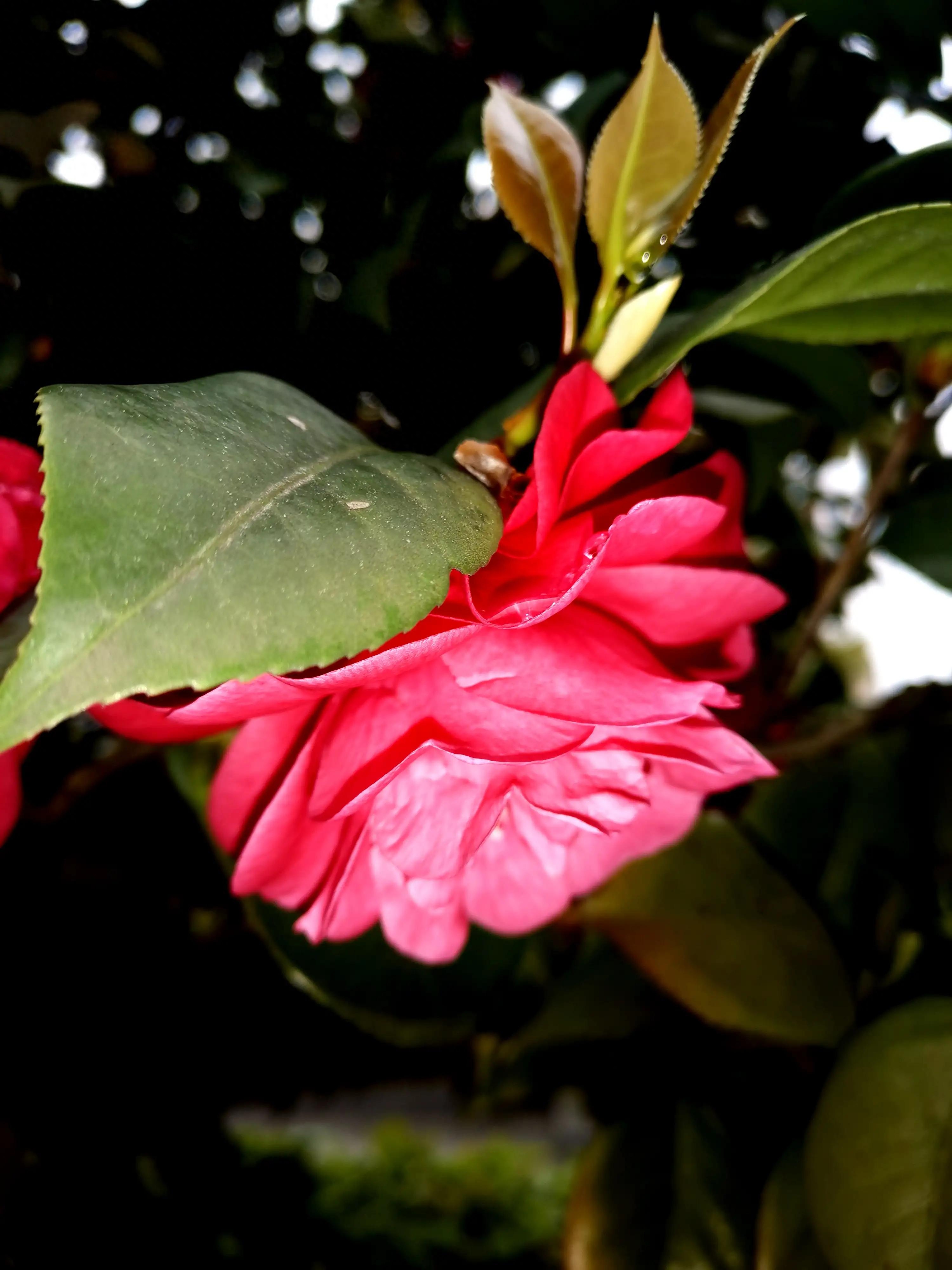 古诗词中的山茶花：烂红如火雪中开(图33)