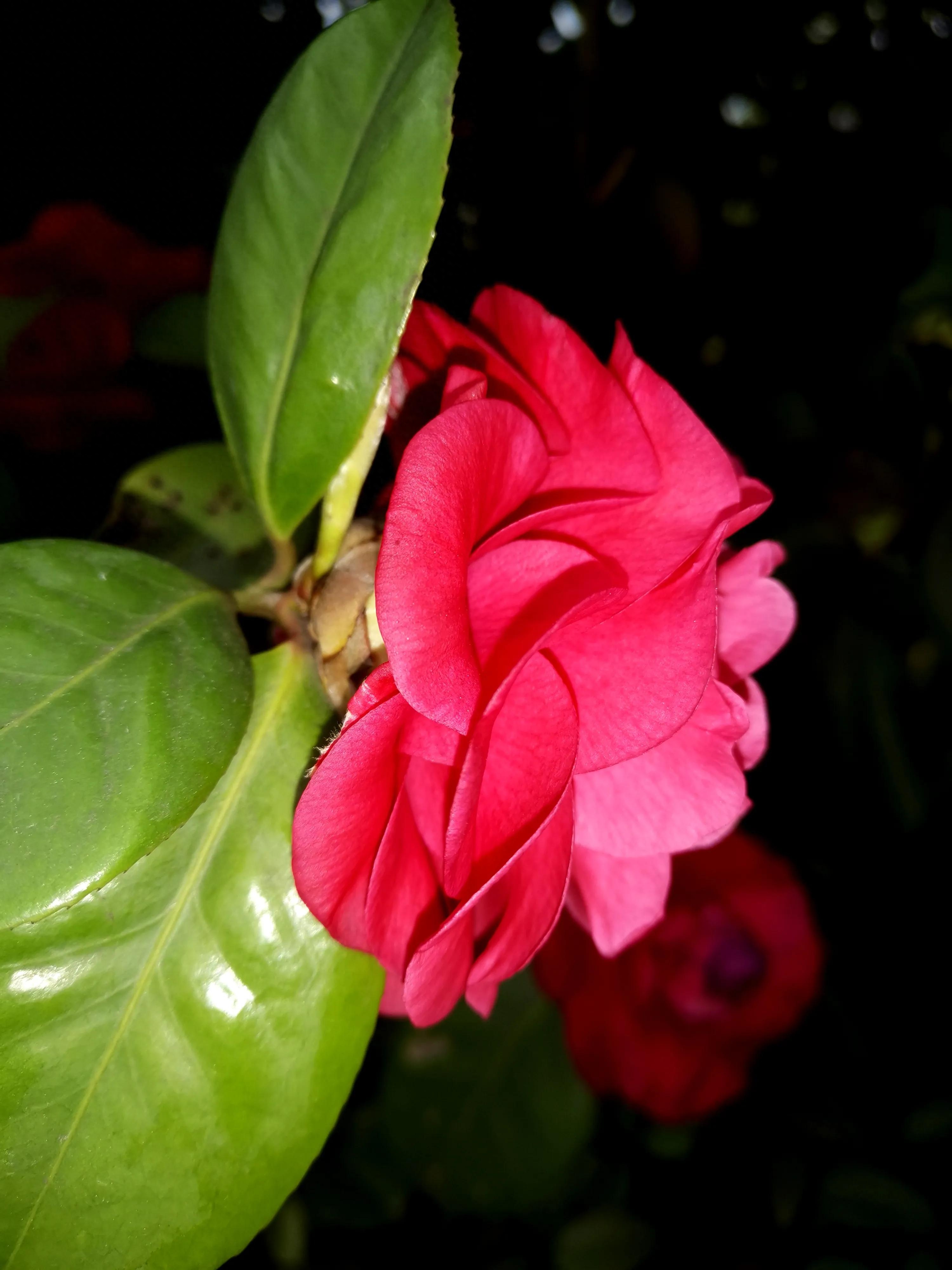 古诗词中的山茶花：烂红如火雪中开(图34)