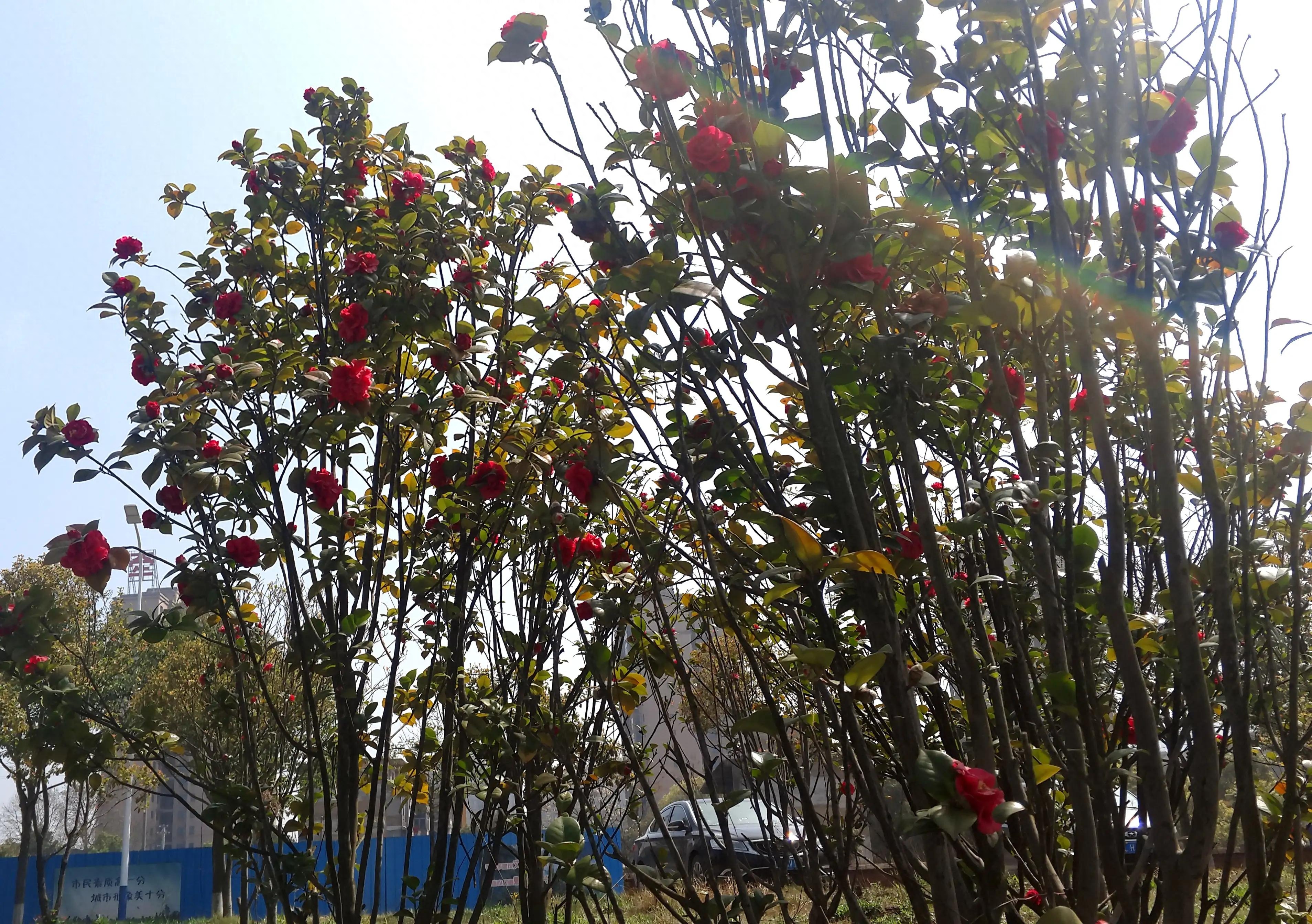 古诗词中的山茶花：烂红如火雪中开(图38)