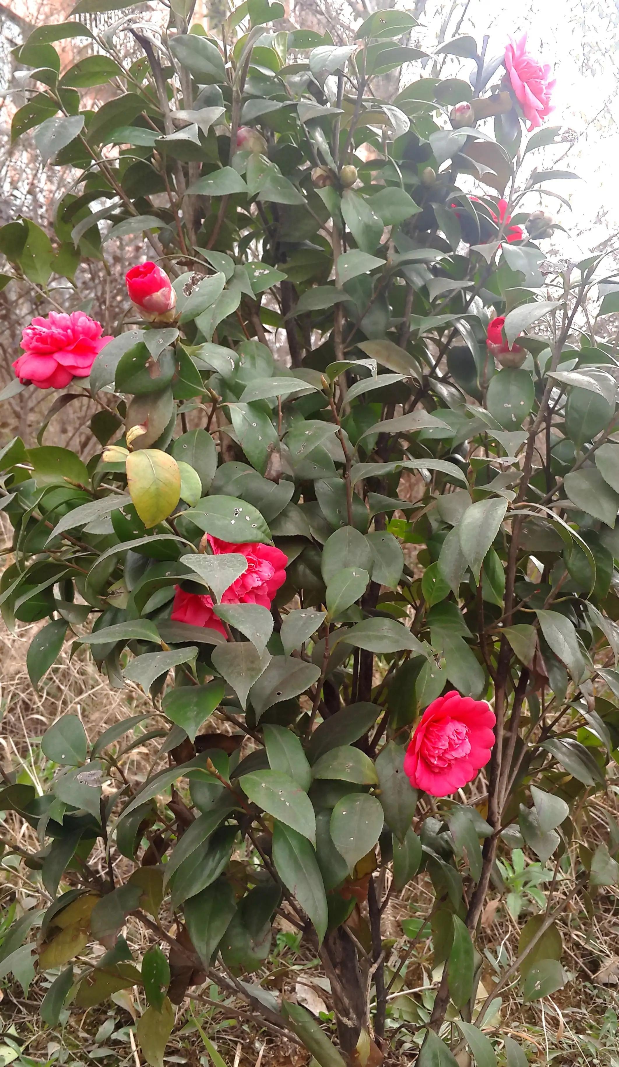 古诗词中的山茶花：烂红如火雪中开(图39)