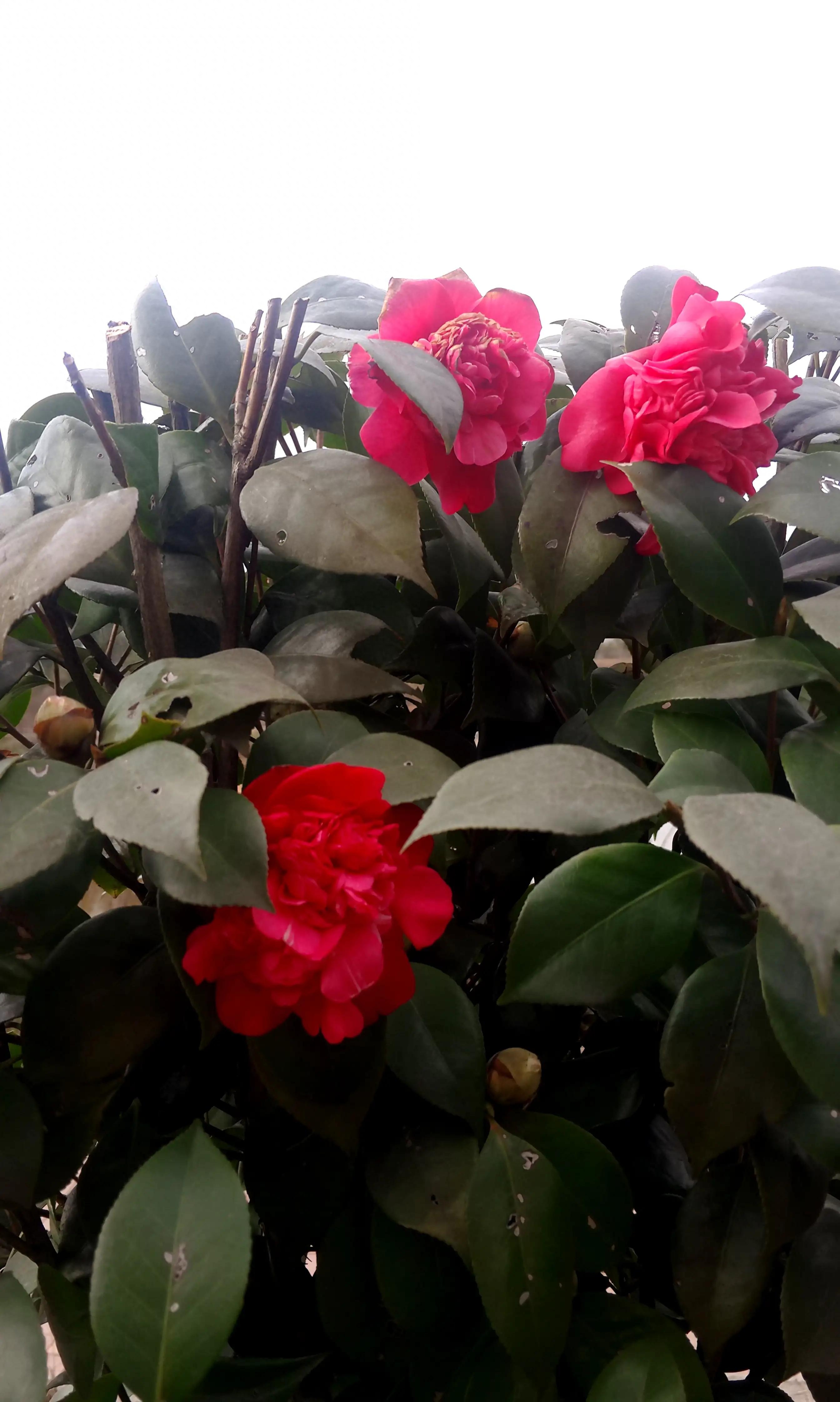 古诗词中的山茶花：烂红如火雪中开(图40)