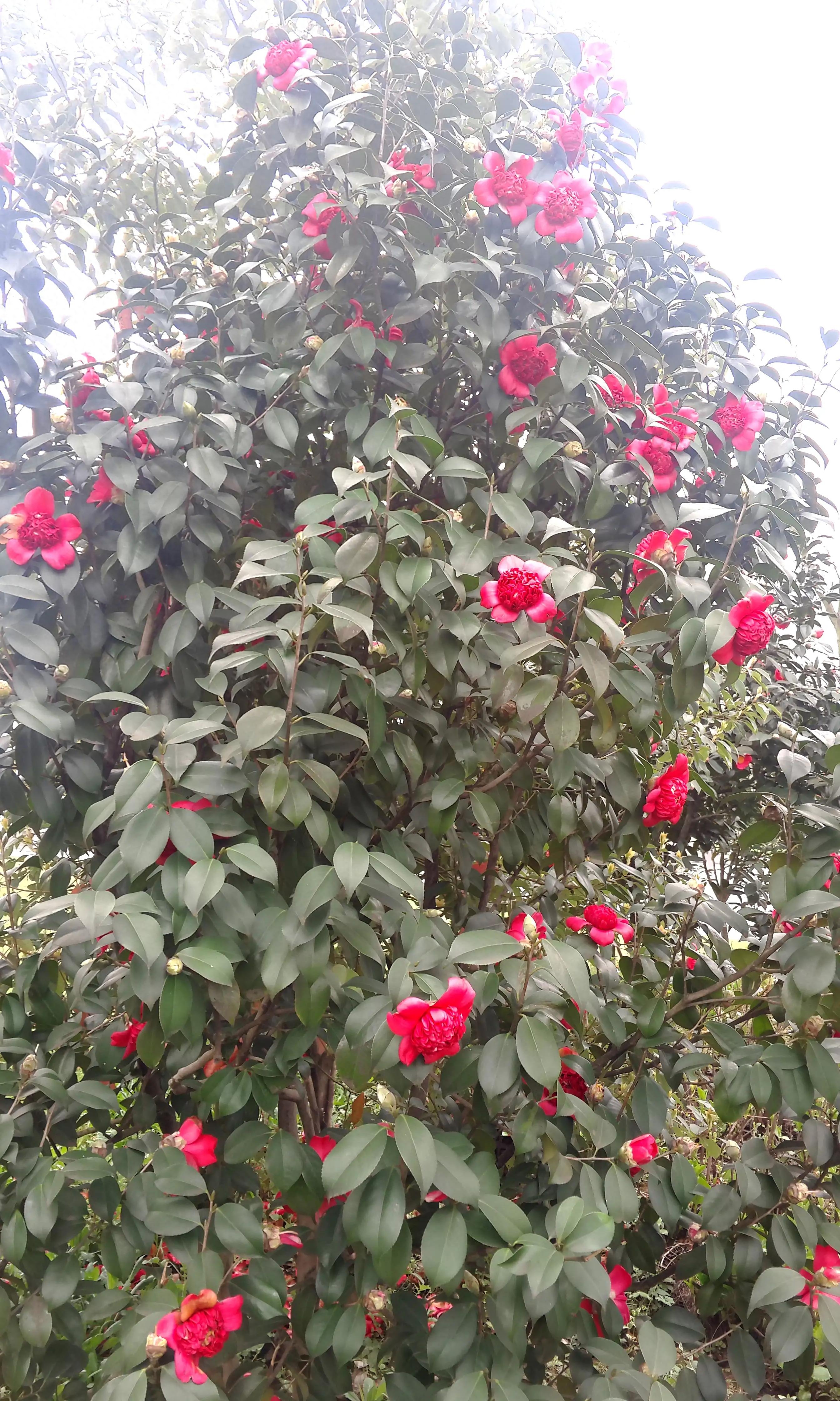 古诗词中的山茶花：烂红如火雪中开(图44)