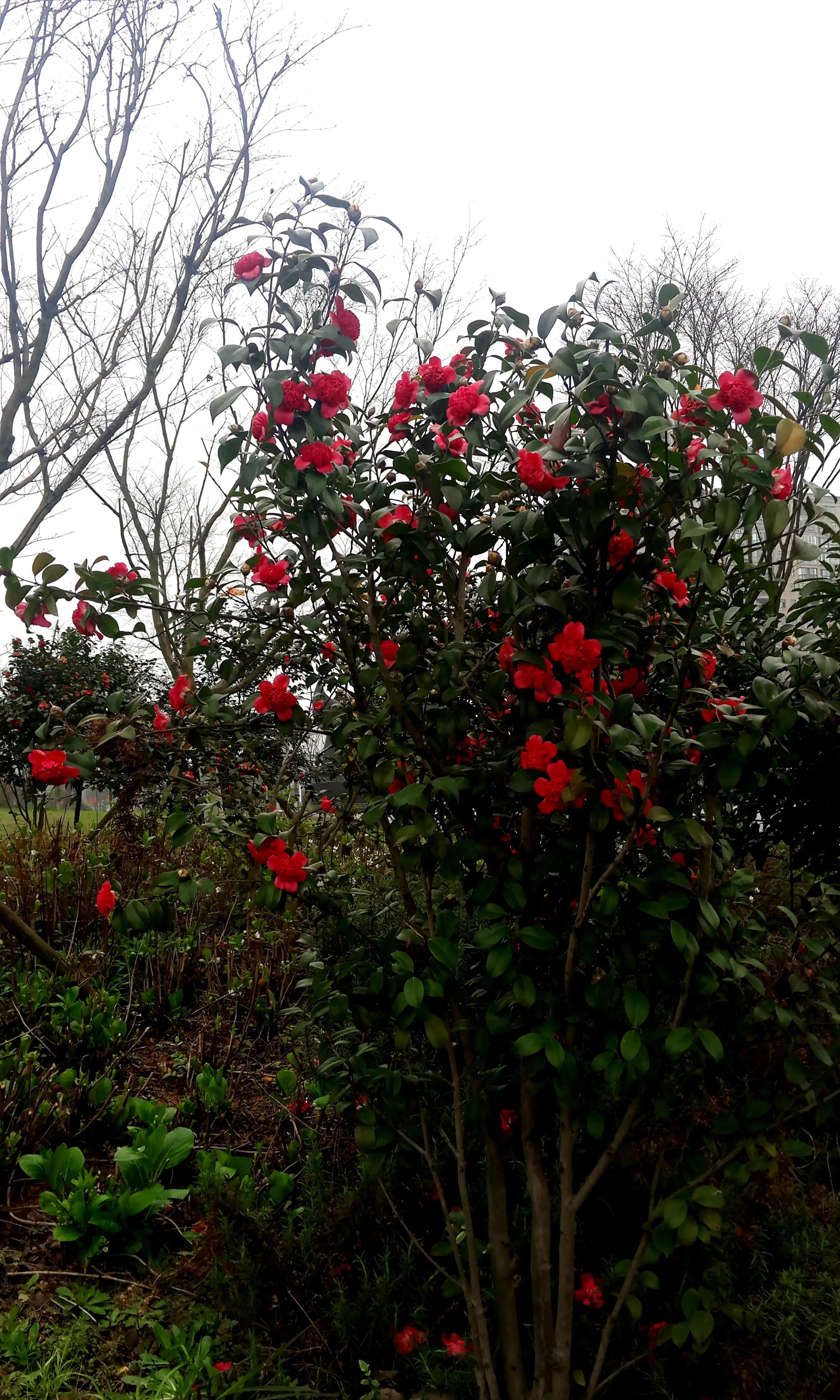 古诗词中的山茶花：烂红如火雪中开(图45)