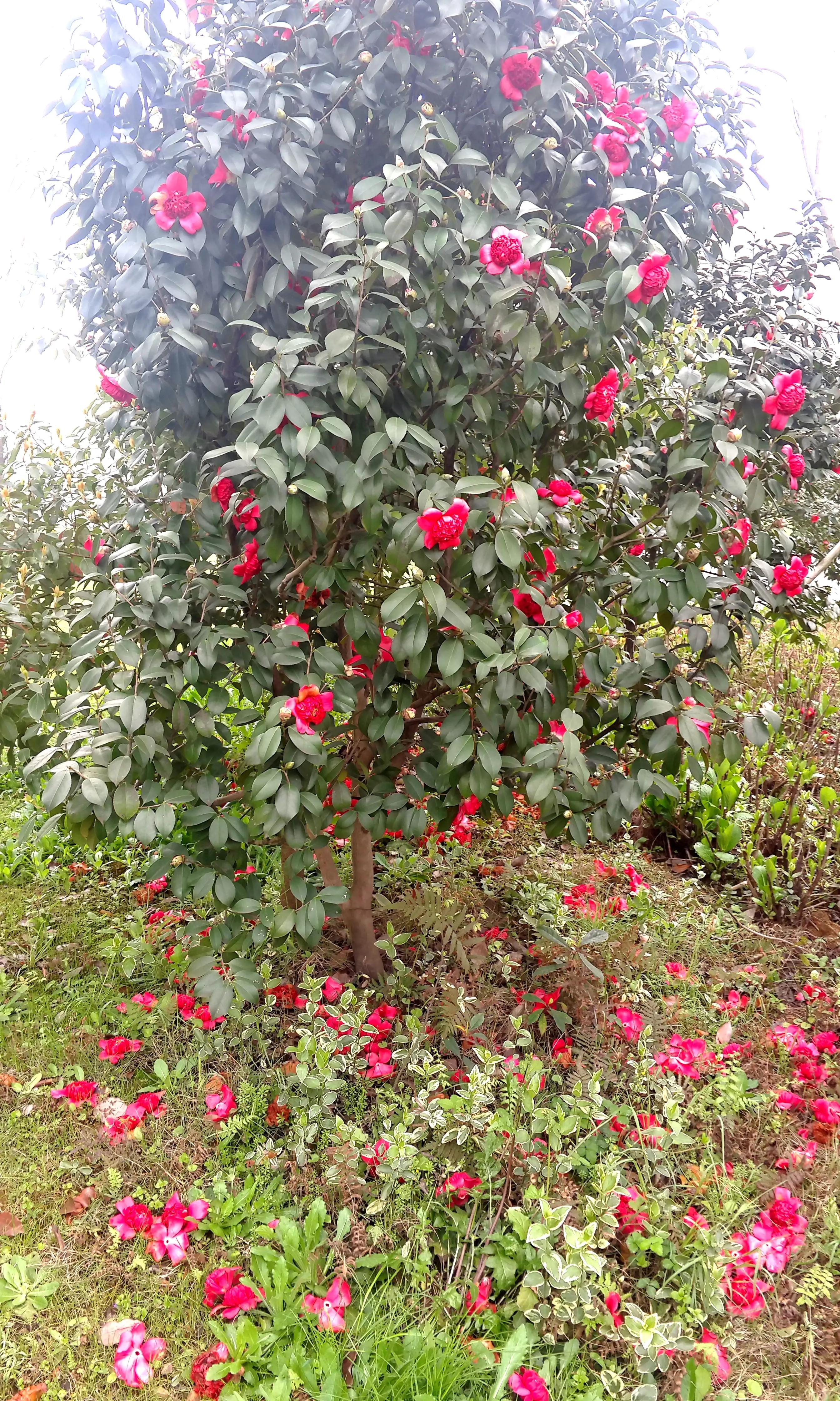 古诗词中的山茶花：烂红如火雪中开(图47)