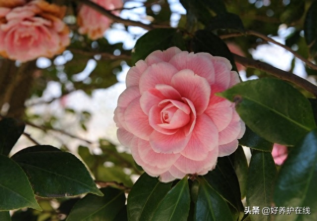 又是一年山茶花怒放时，一茶花，一诗词(图2)