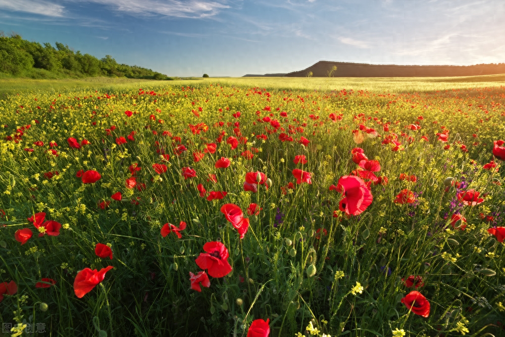 真爱难忘，我愿意等你一生(图1)