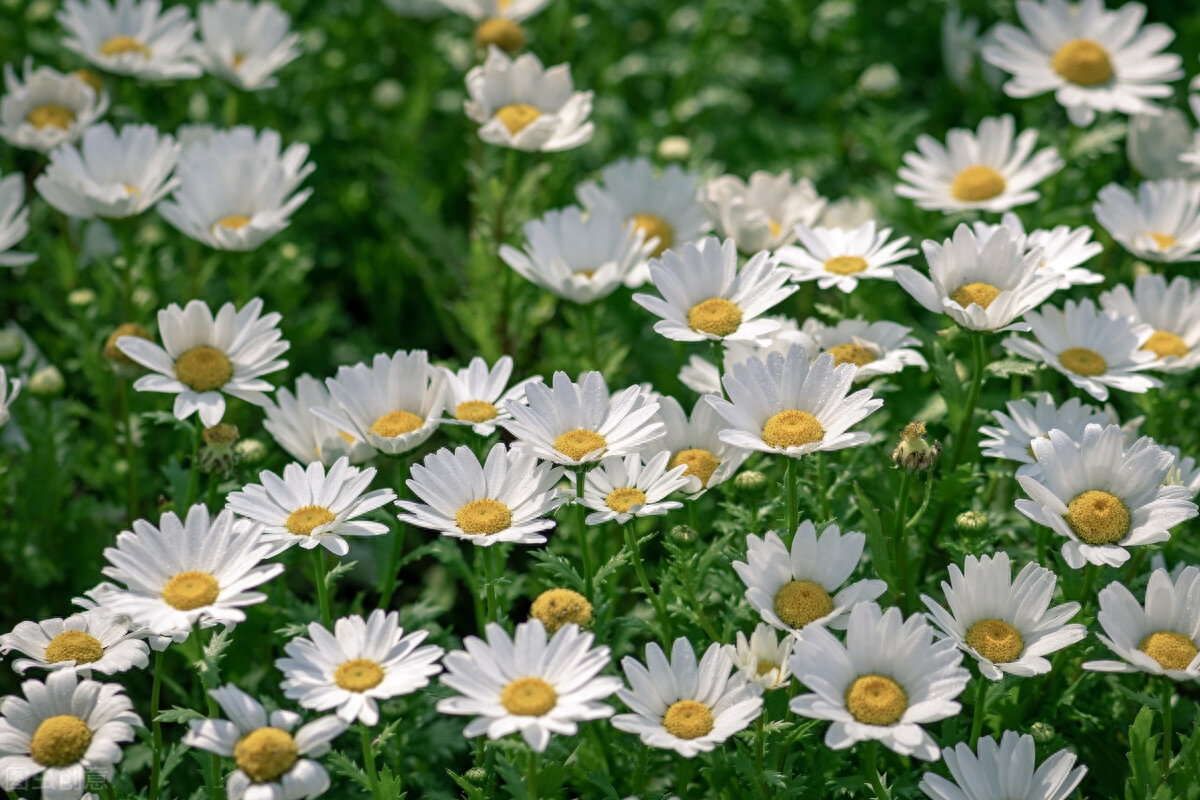 真爱难忘，我愿意等你一生(图5)