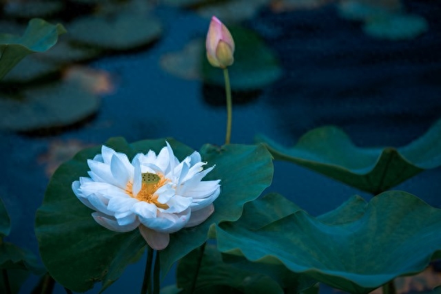 爱，是一种牵挂，老去的路上，我会一直等你(图5)