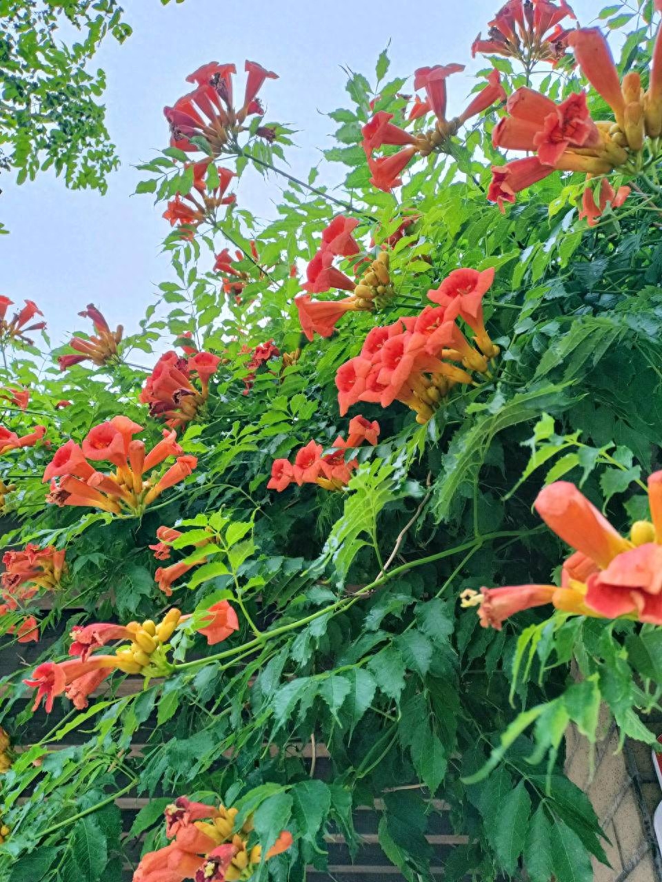 青未了 | 一枝红艳凌九霄(图1)