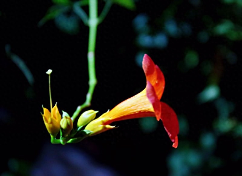 凌霄花，悄悄开(图1)