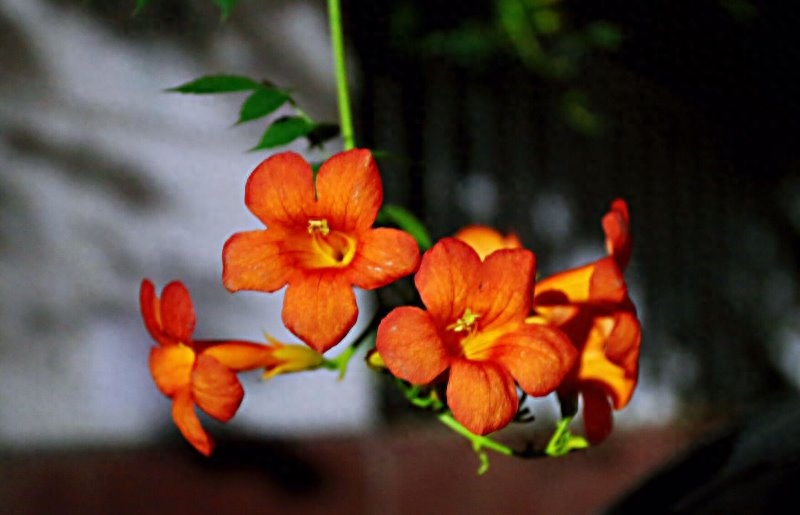 凌霄花，悄悄开(图2)