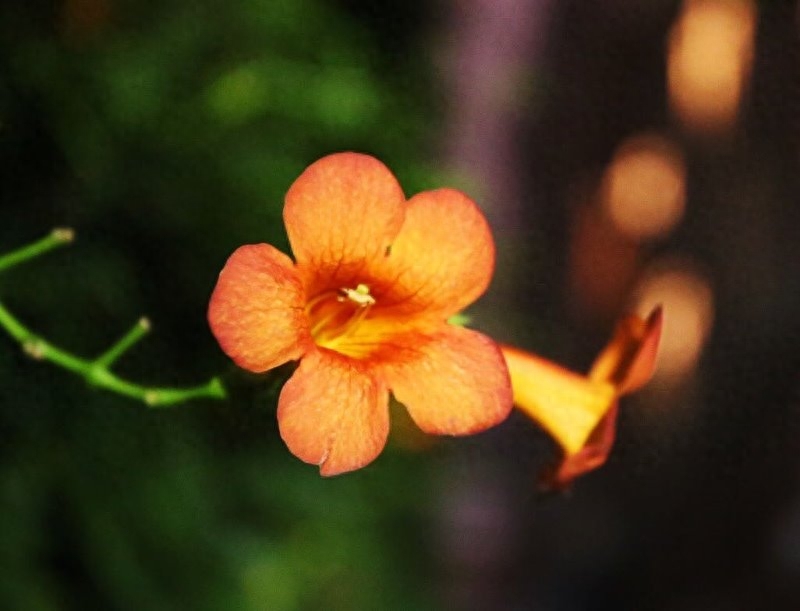 凌霄花，悄悄开(图3)