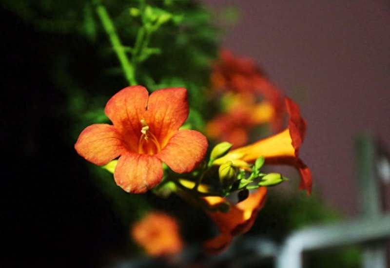 凌霄花，悄悄开(图4)