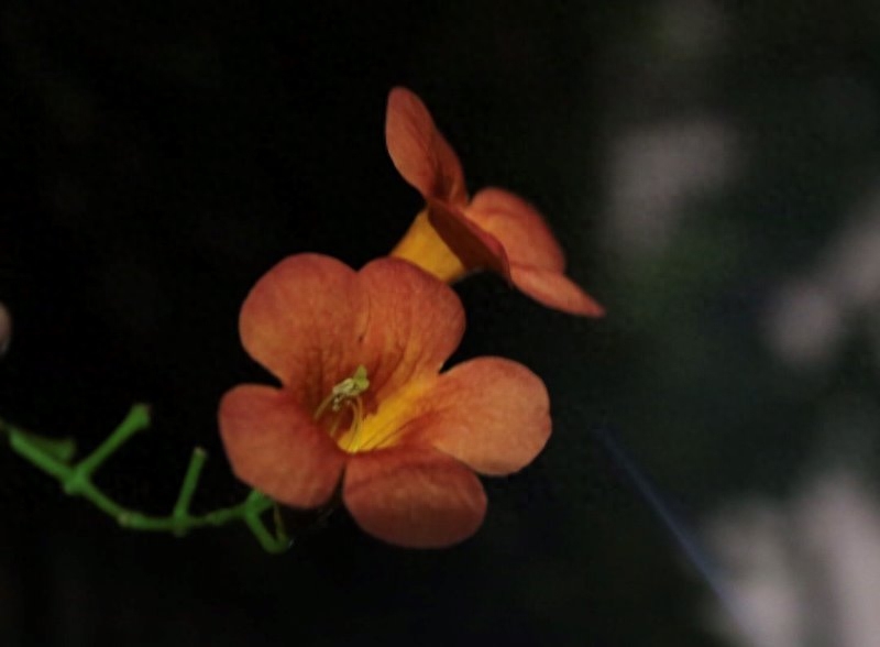 凌霄花，悄悄开(图5)