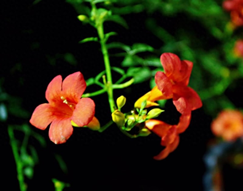 凌霄花，悄悄开(图6)