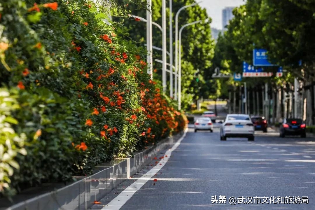 在武昌古城，邂逅长在诗词里的凌霄花(图1)