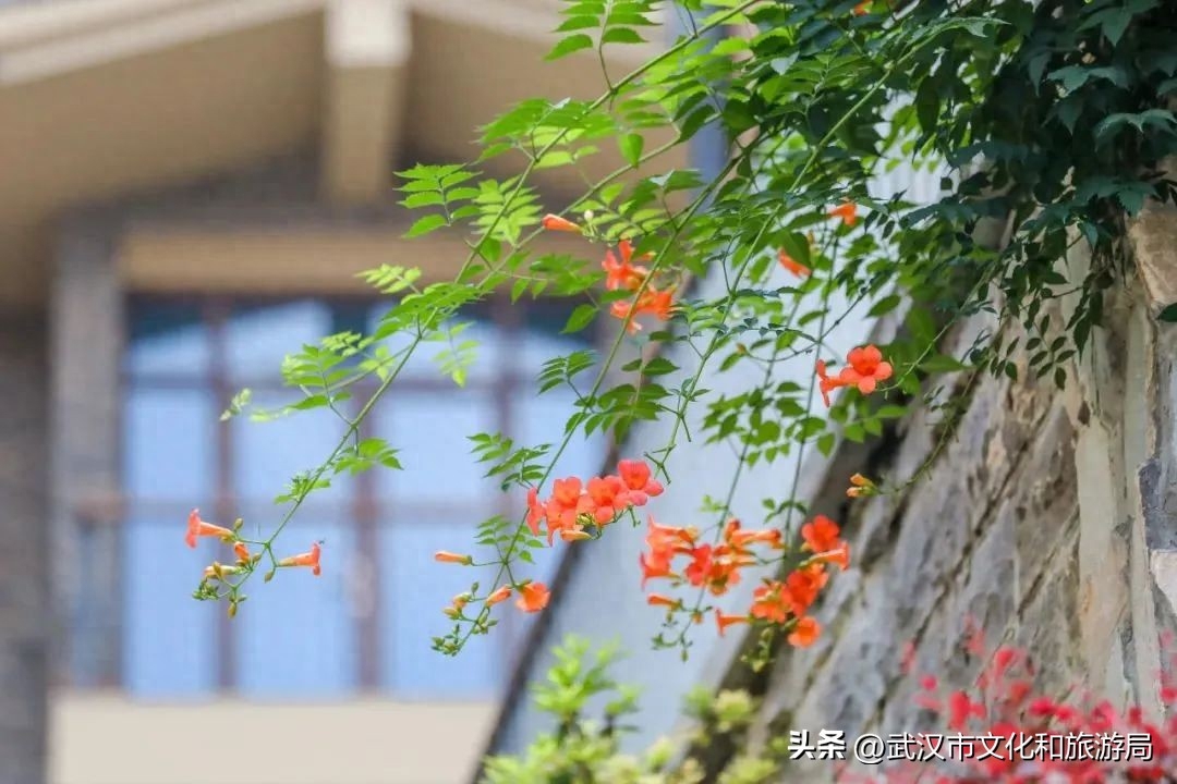 在武昌古城，邂逅长在诗词里的凌霄花(图2)