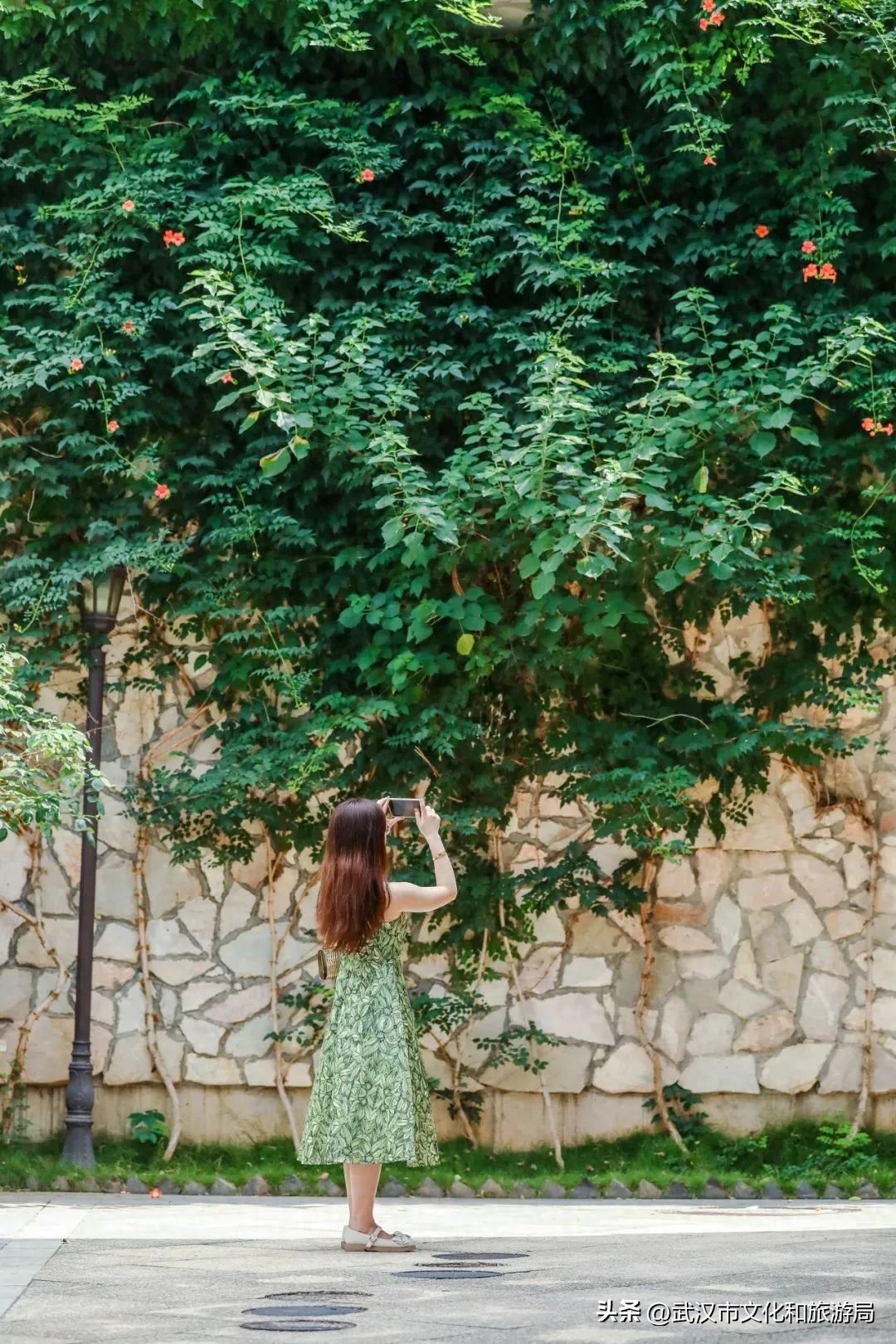 在武昌古城，邂逅长在诗词里的凌霄花(图3)