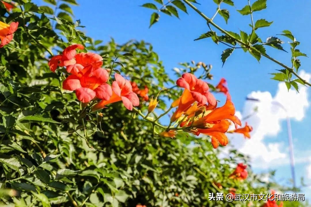 在武昌古城，邂逅长在诗词里的凌霄花(图4)