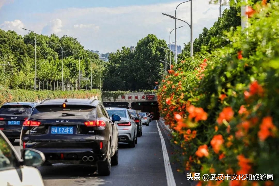 在武昌古城，邂逅长在诗词里的凌霄花(图5)