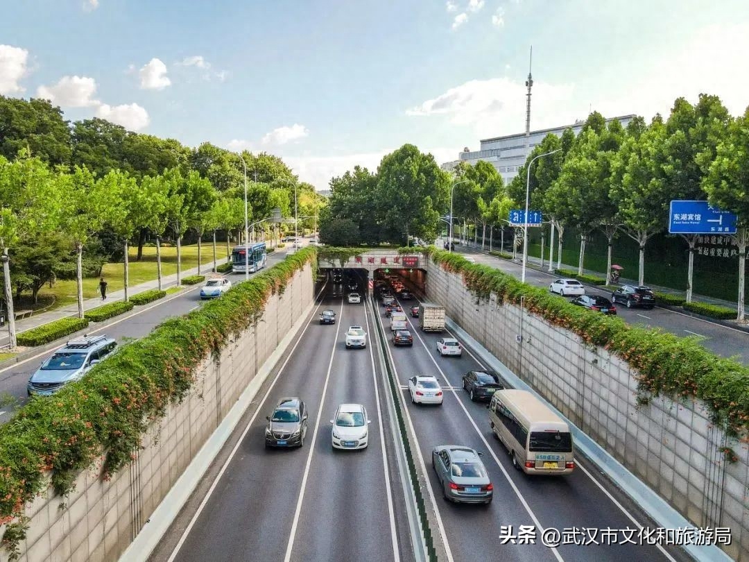 在武昌古城，邂逅长在诗词里的凌霄花(图6)