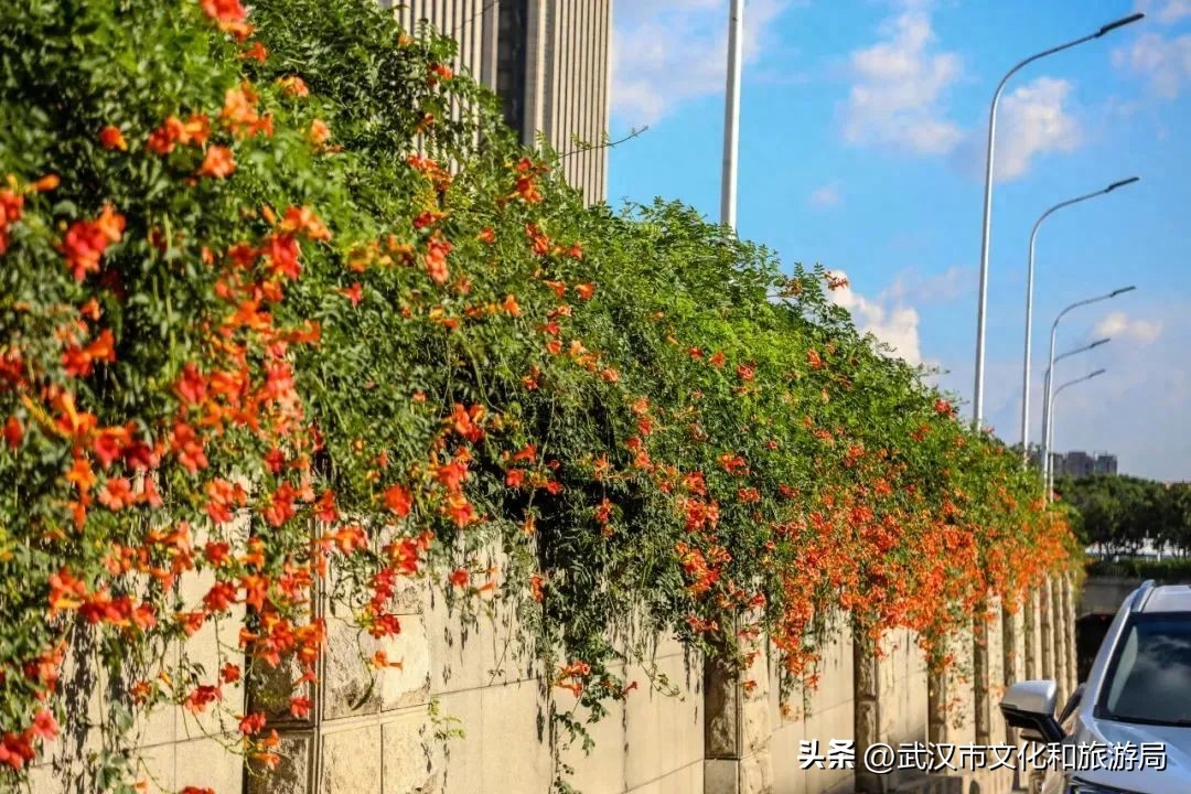 在武昌古城，邂逅长在诗词里的凌霄花(图7)