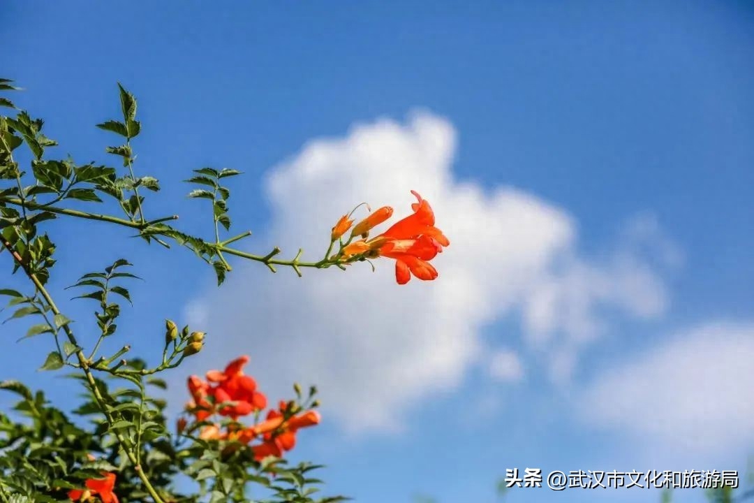 在武昌古城，邂逅长在诗词里的凌霄花(图8)